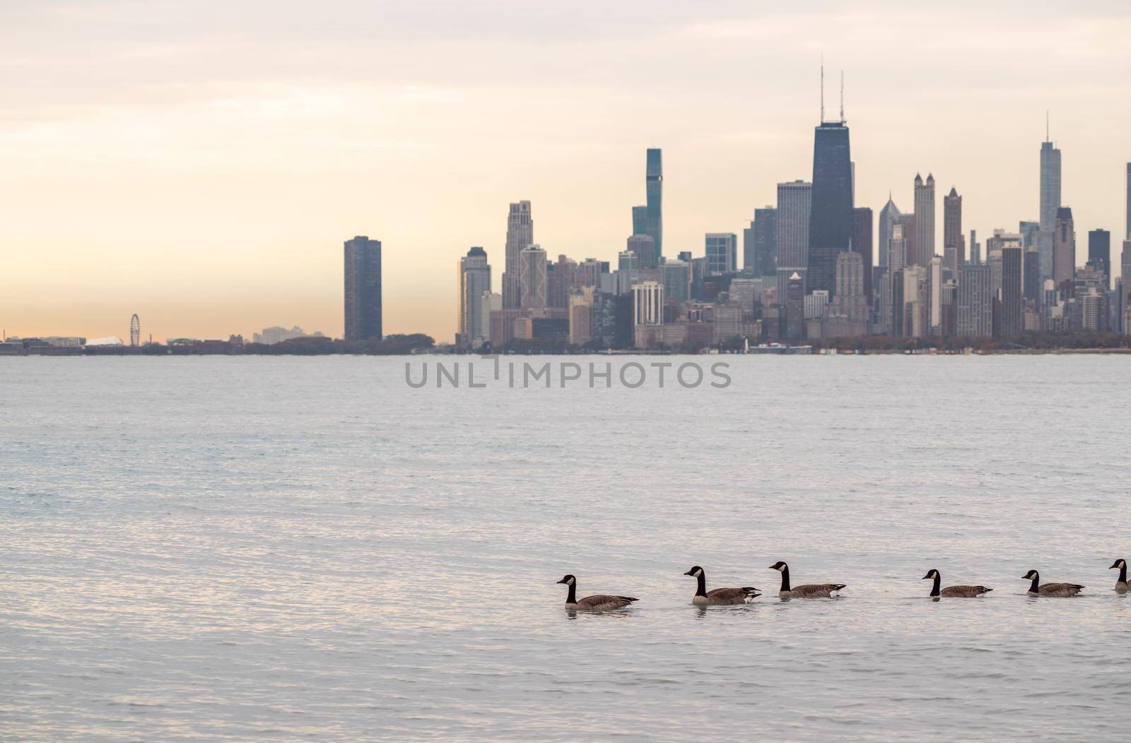 Panorama of a flock of Canadian geese swimming in front of the Chicago skyline during sunrise in autumn.