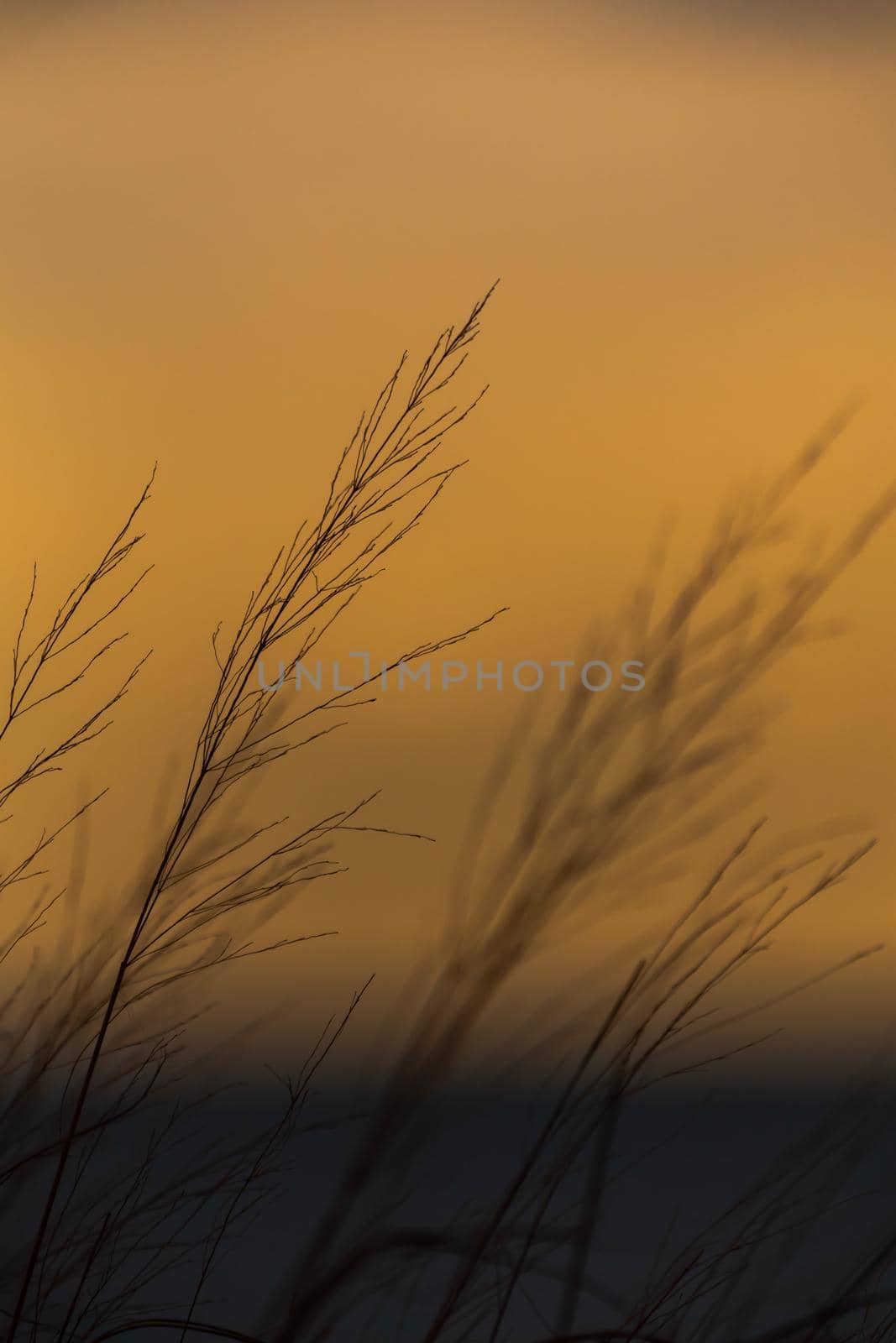A beautiful nature background photograph of tall grass swaying in the breeze on a beach in Chicago with orange sunset sky backdrop beyond. by lapse_life