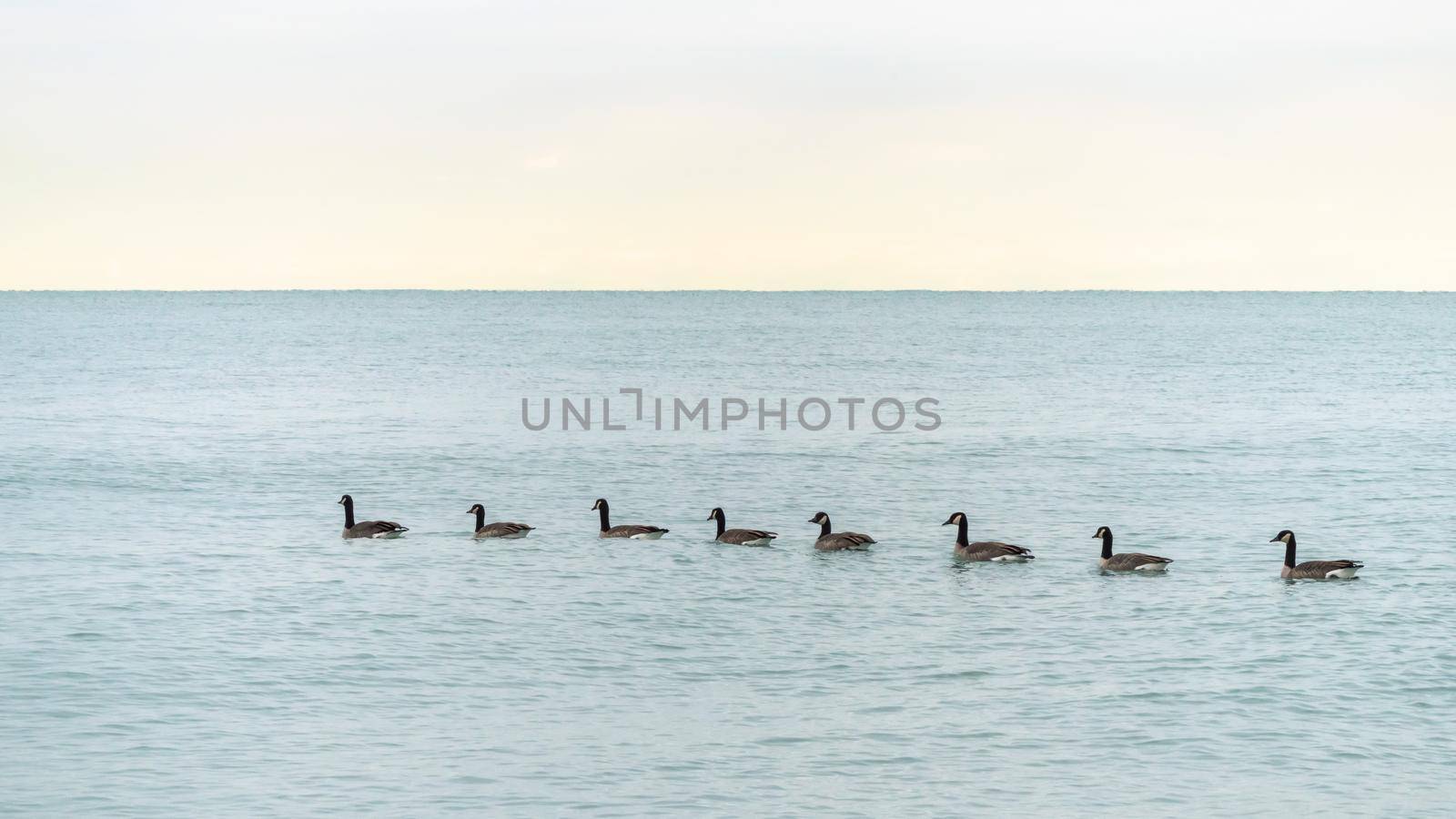 A flock of Canadian geese swim single file on the blue water of Lake Michigan in Chicago. by lapse_life