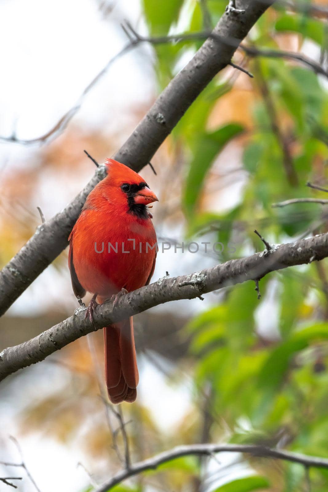 A closeup wildlife bird photograph of an adult male Northern Cardinal perched on a tree branch in the forest in the Midwest.