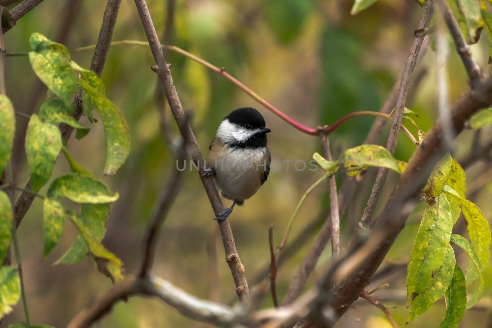 A beautiful autumn wildlife bird photograph of a black capped chickadee perched on a slim tree branch with bokeh background in the Midwest. by lapse_life