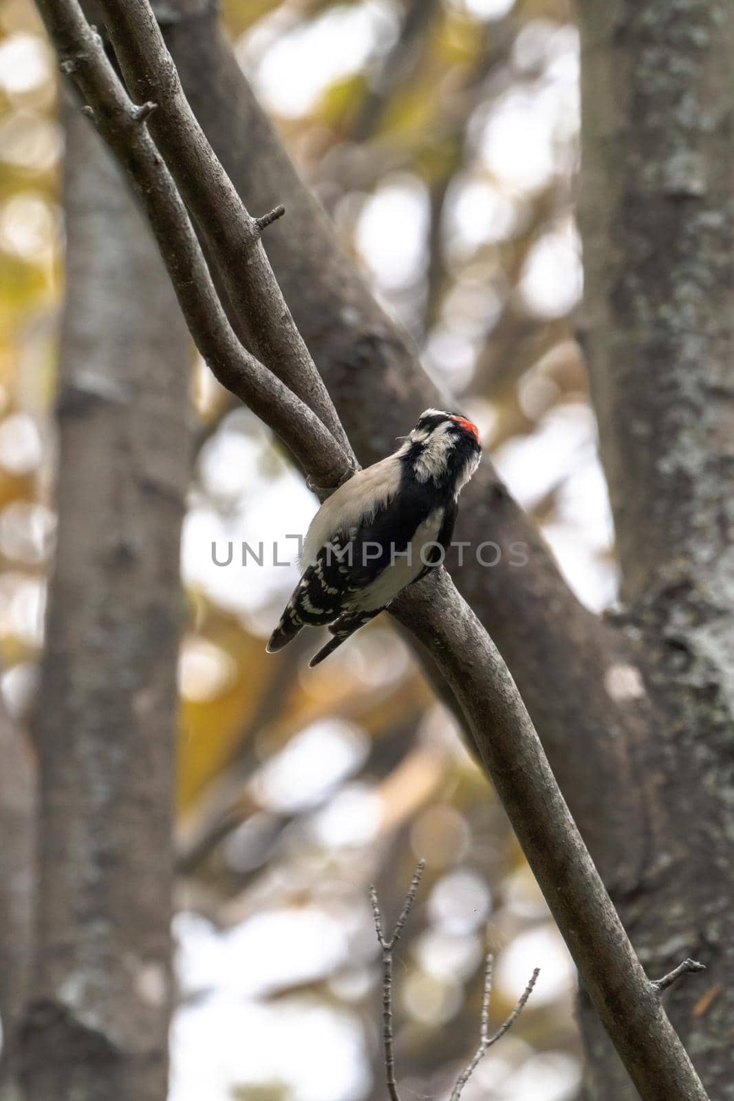 A close-up wildlife bird photograph of a male downy woodpecker clinging to a branch in the woods with other trees blurred in the background in the Midwest.