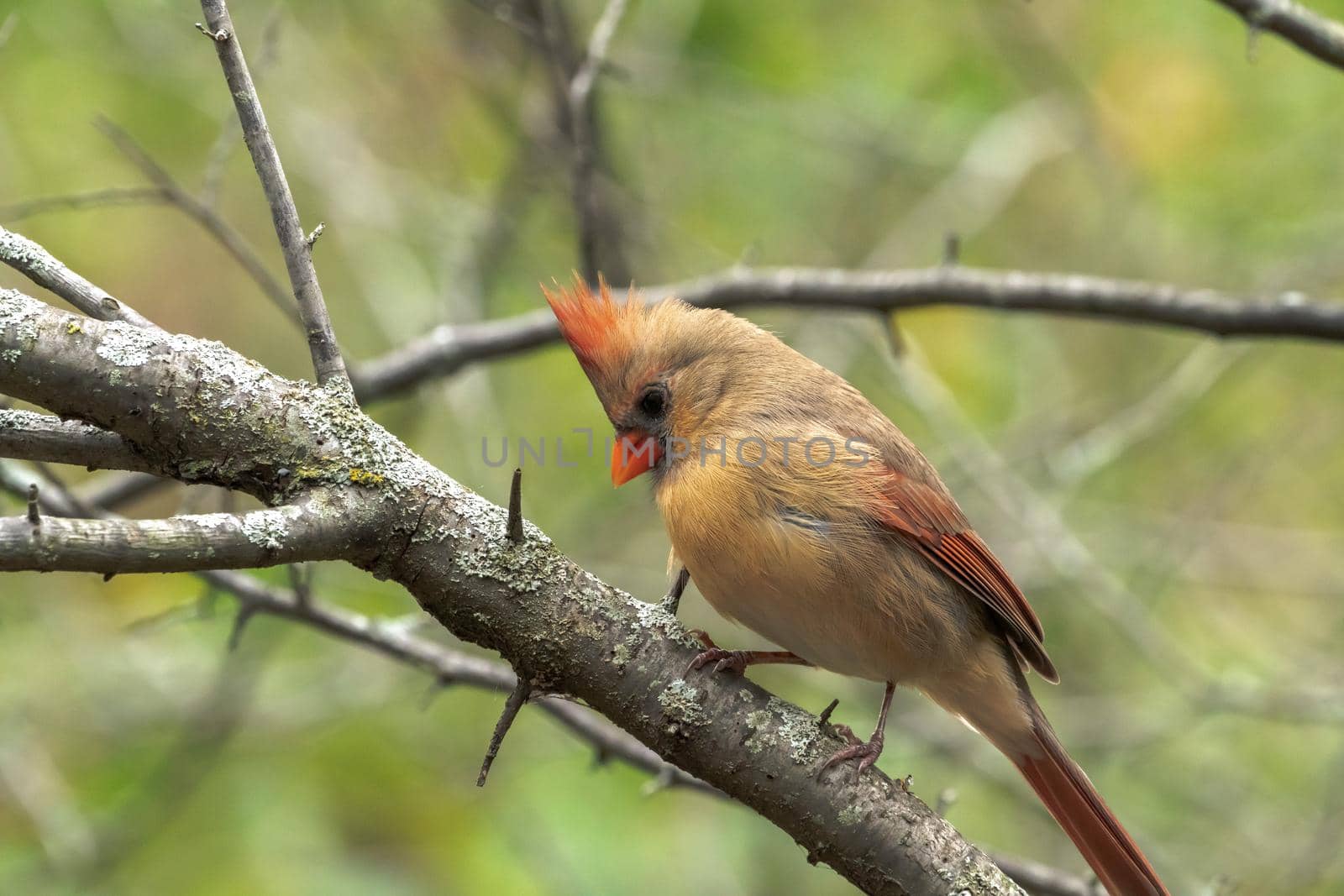 A closeup wildlife bird photograph of an adult female Northern Cardinal perched on a tree branch in the forest in the Midwest. by lapse_life