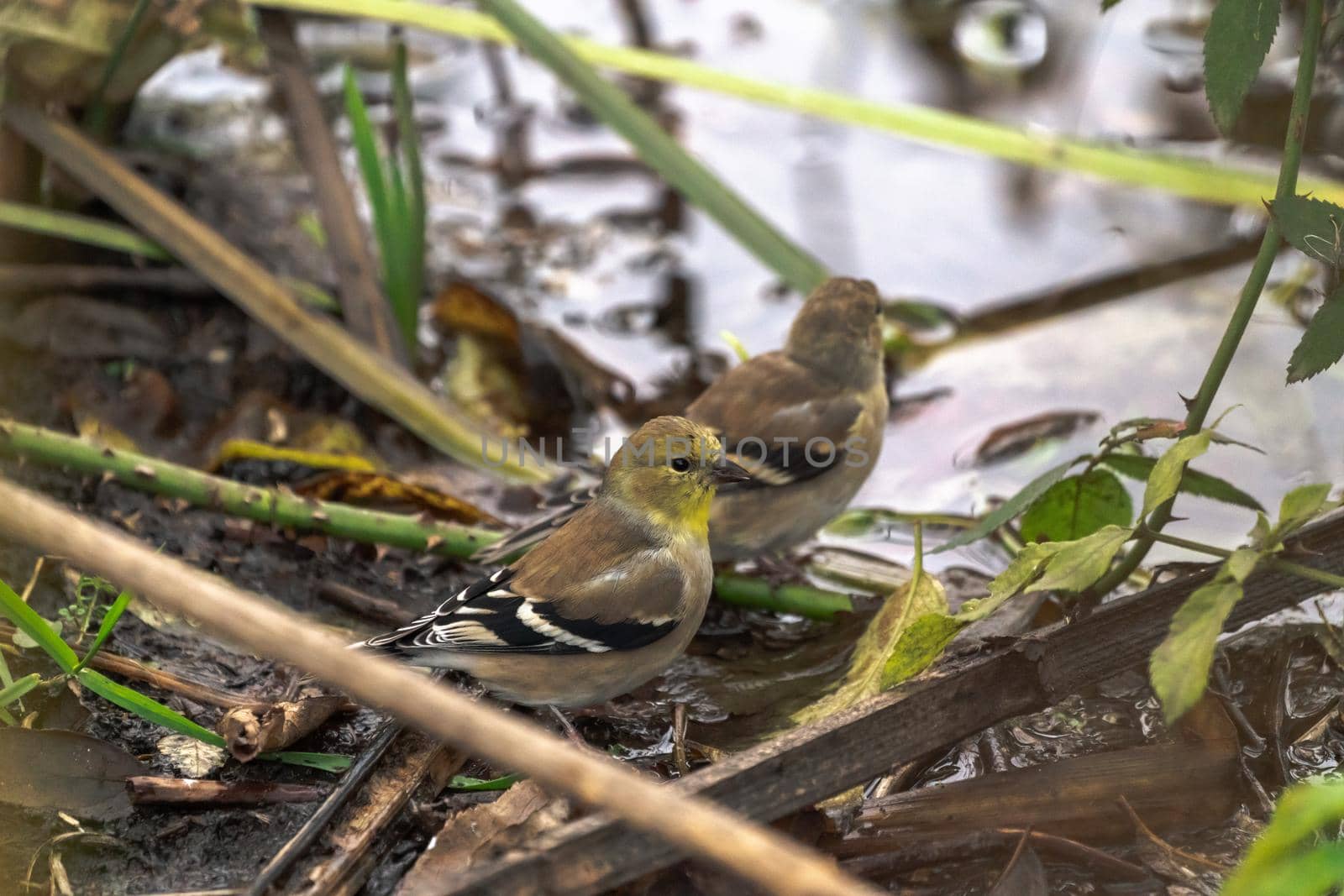 A closeup bird wildlife photo of two non-breeding male American goldfinch sitting in a small pool of water in a forest in autumn in the Midwest.