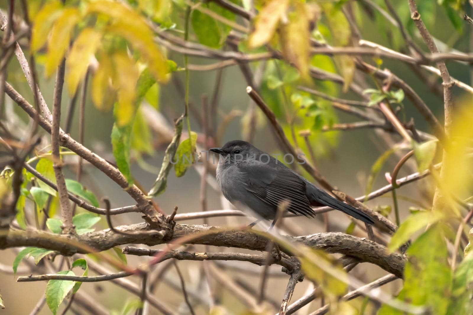 A close up bird wildlife photograph of a gray catbird perched in a tree in autumn in the Midwest. by lapse_life