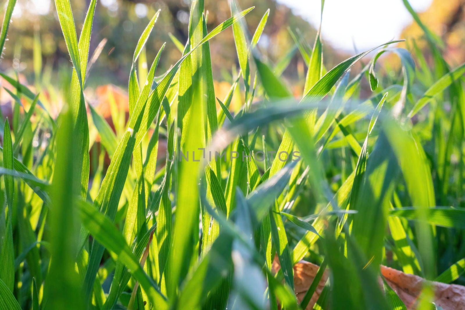 Close up of freshly cutting grass on the green lawn or field with sun beam, soft focus, free space.