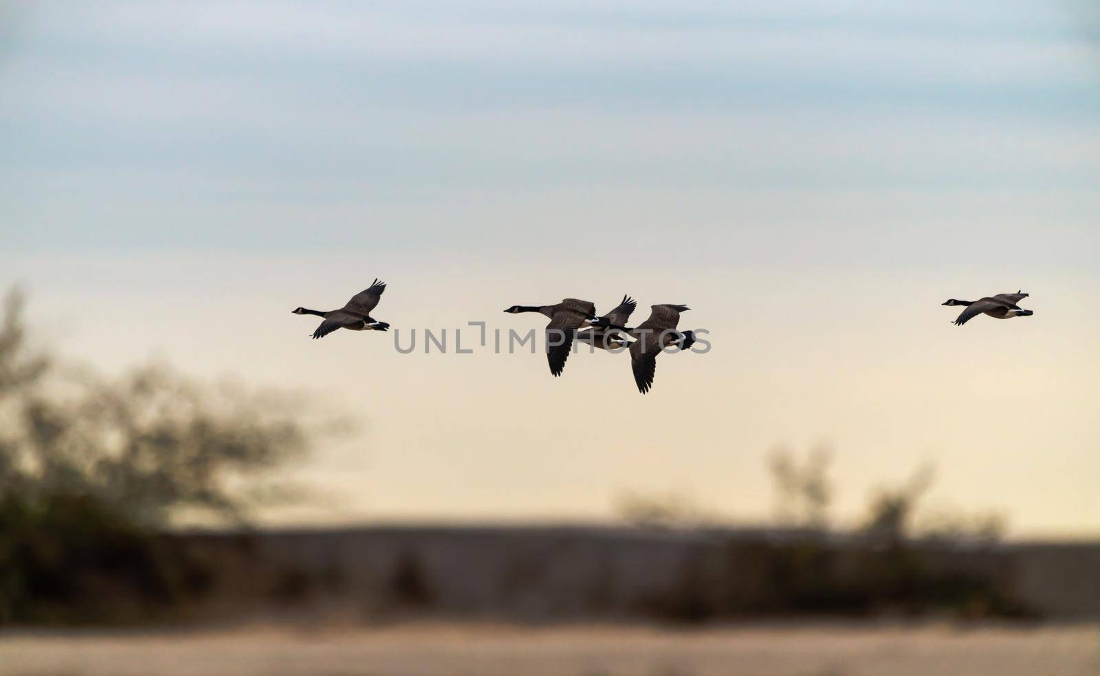 A small flock of Canadian geese fly over the horizon at a beach in Chicago. by lapse_life