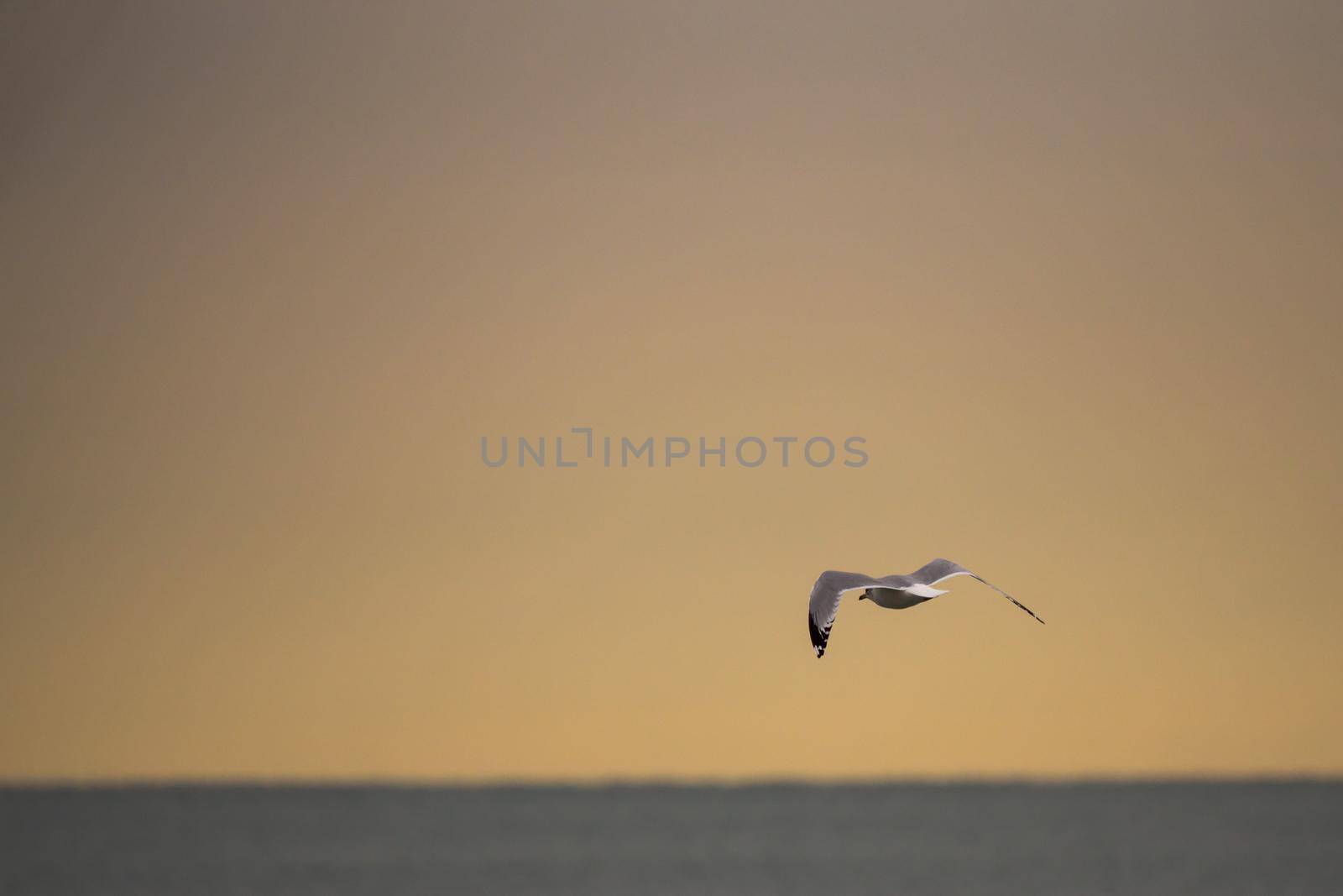 Beautiful wildlife photo of a seagull flying over the water of Lake Michigan with an orange sky background. by lapse_life