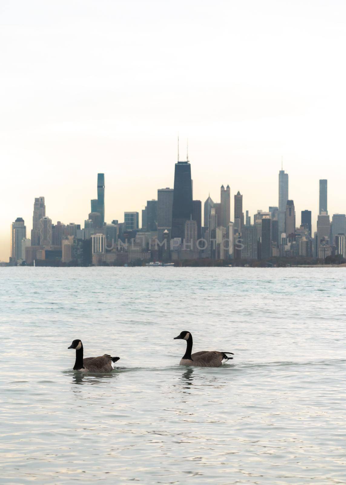 Two Canadian geese swim past the Chicago skyline in the water of Lake Michigan at sunset. by lapse_life