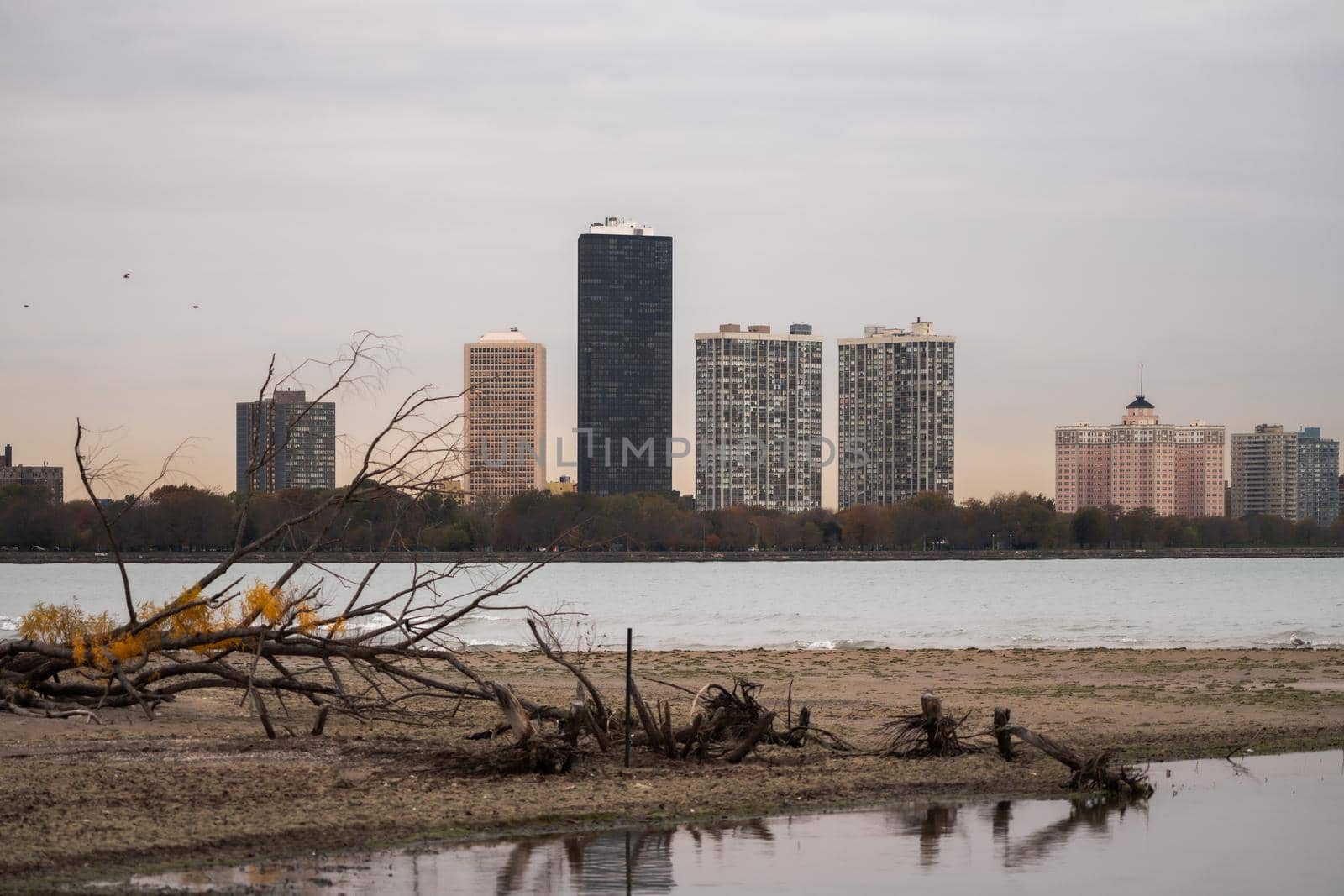 Skyline view of condo buildings on the North side of Chicago with the water of Lake Michigan and driftwood in the foreground. by lapse_life