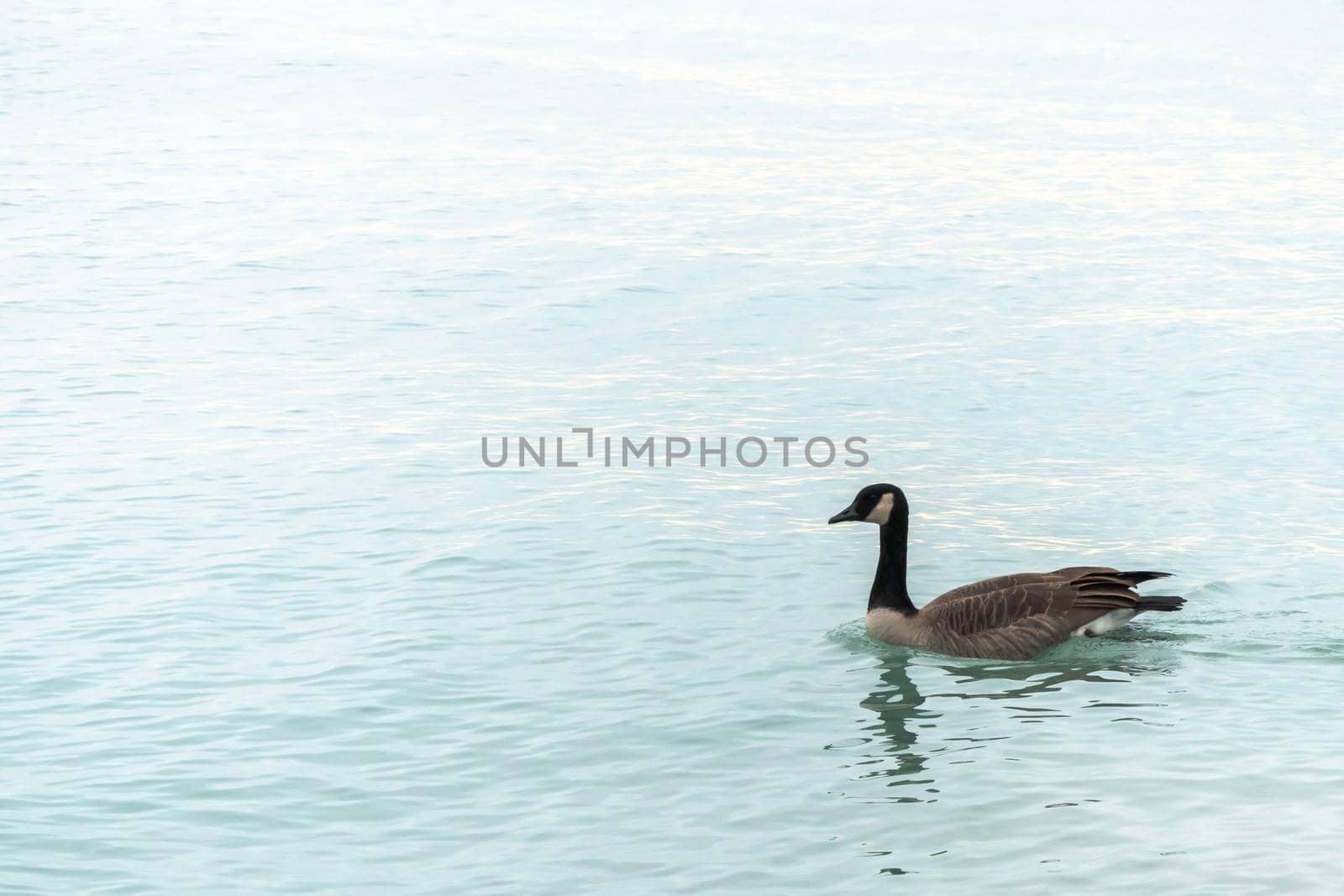 A single Canadian goose floats or swims on the blue water of Lake Michigan in Chicago. by lapse_life