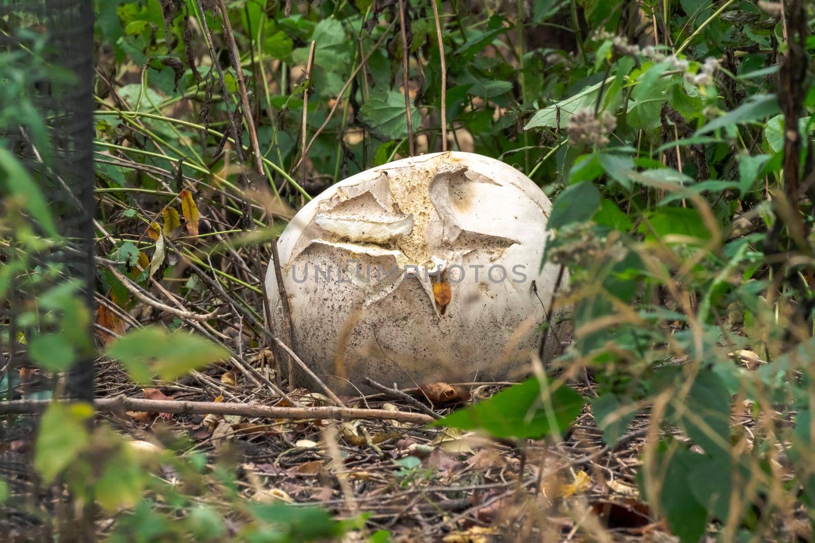 A close up photograph of a wild giant puffball mushroom in a forest that is over mature and split open.