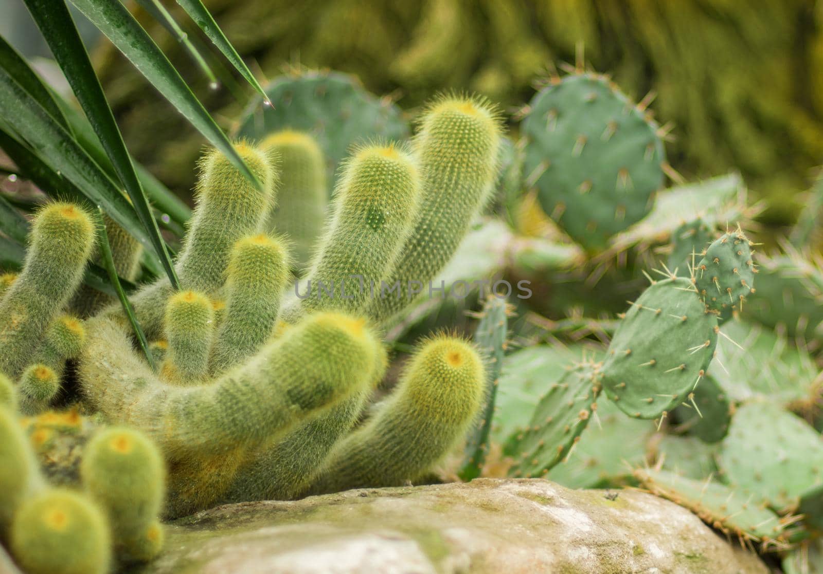 Many arms of green prickly furry cactus