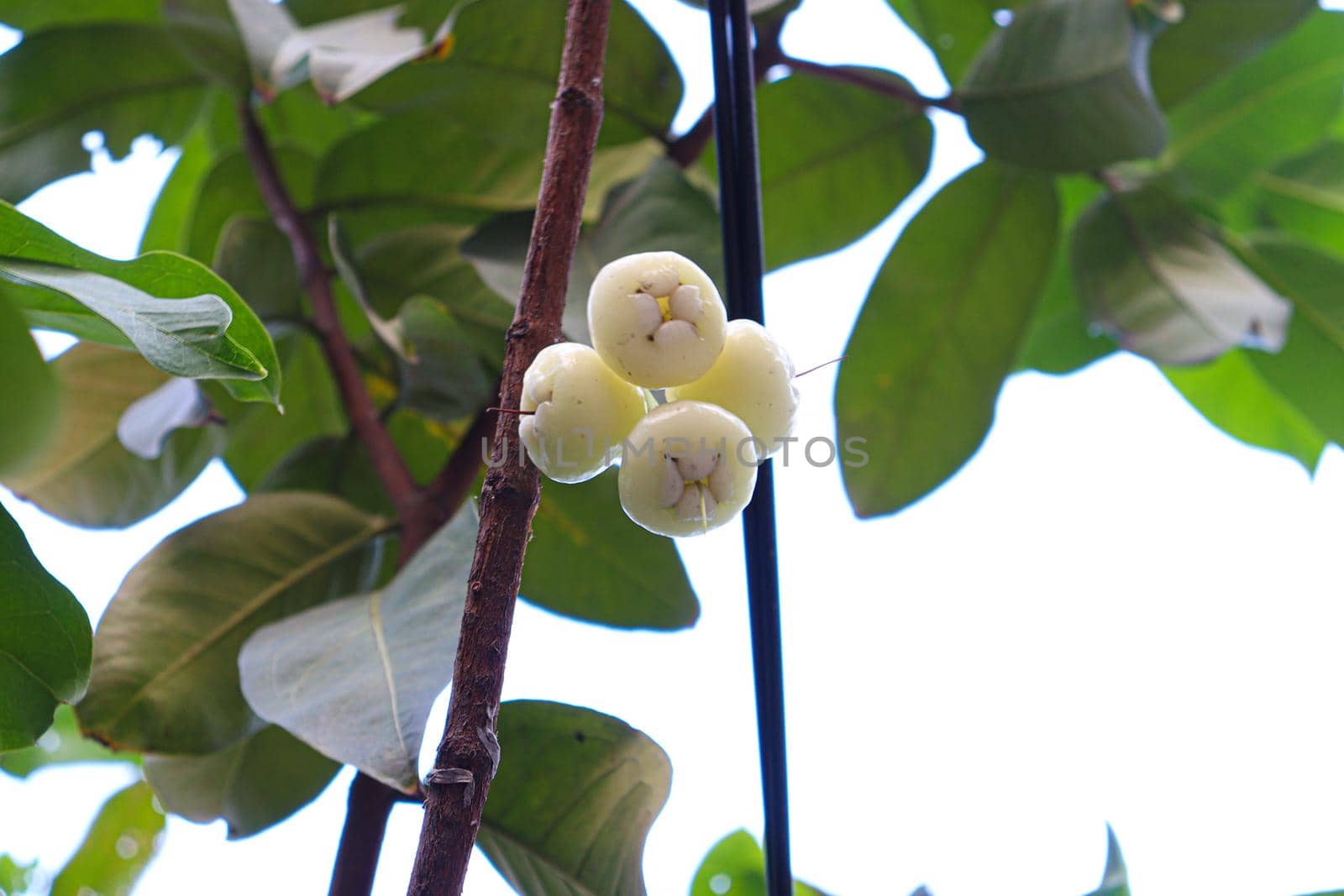 tasty and healthy Java apple on tree in farm for harvest