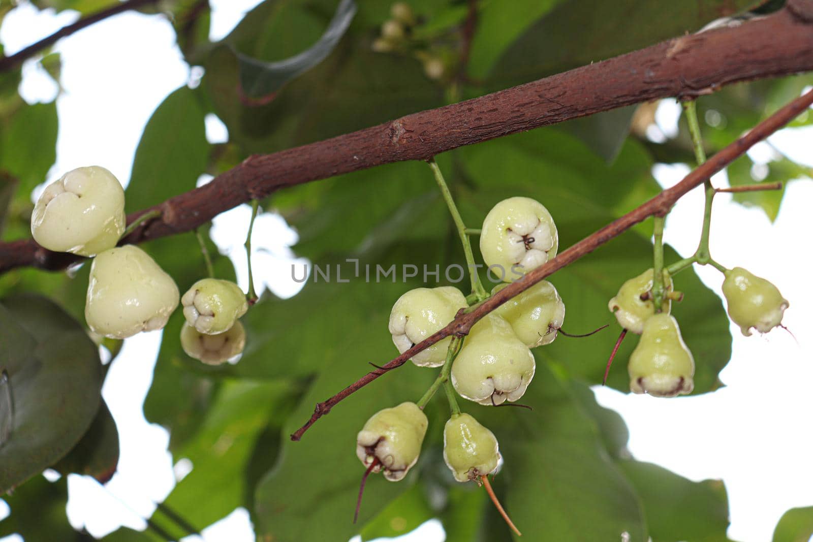 tasty and healthy Java apple on tree in farm for harvest
