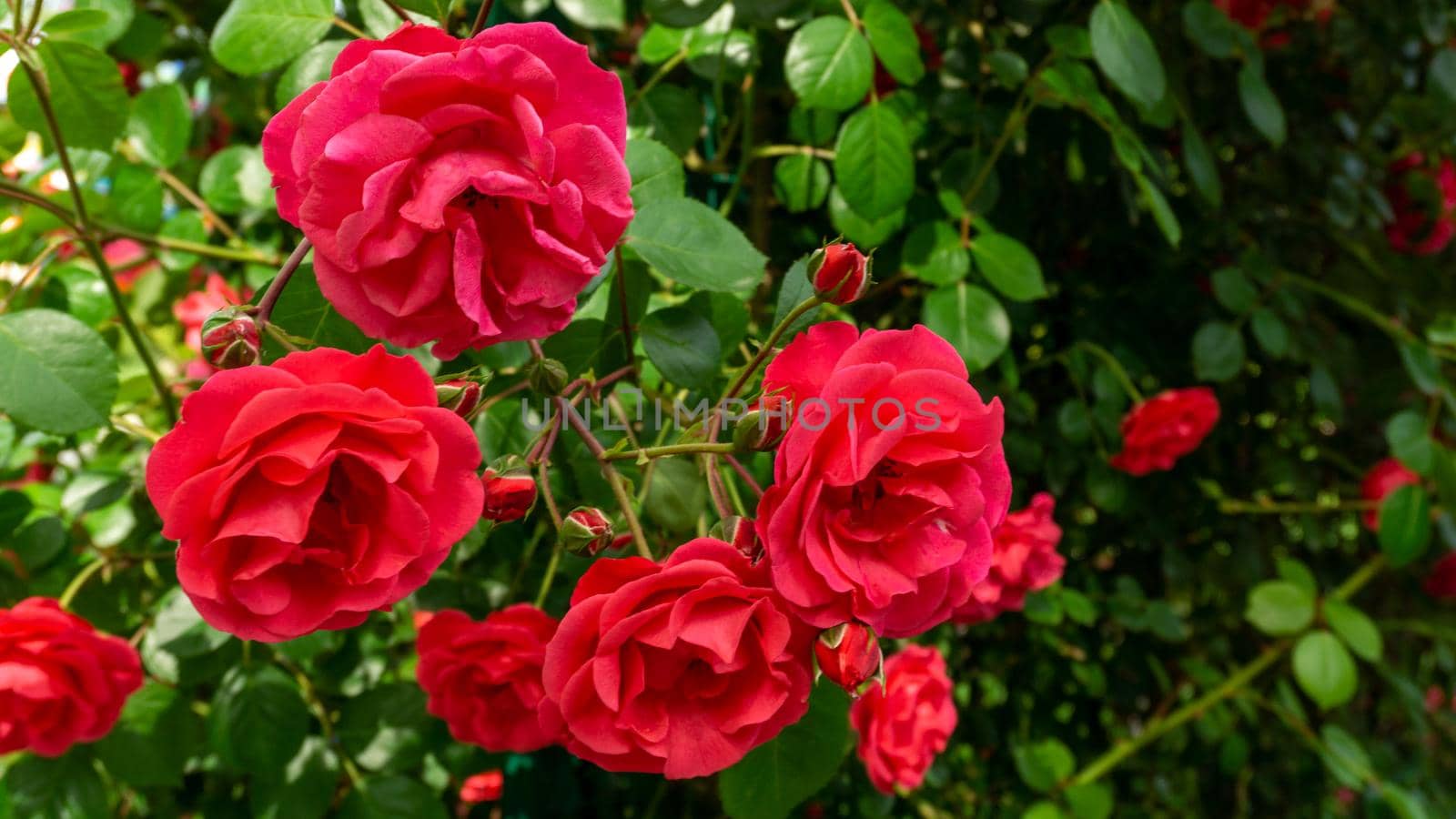 A blossoming crimson rose flower surrounded by dark green leaves. Close-up