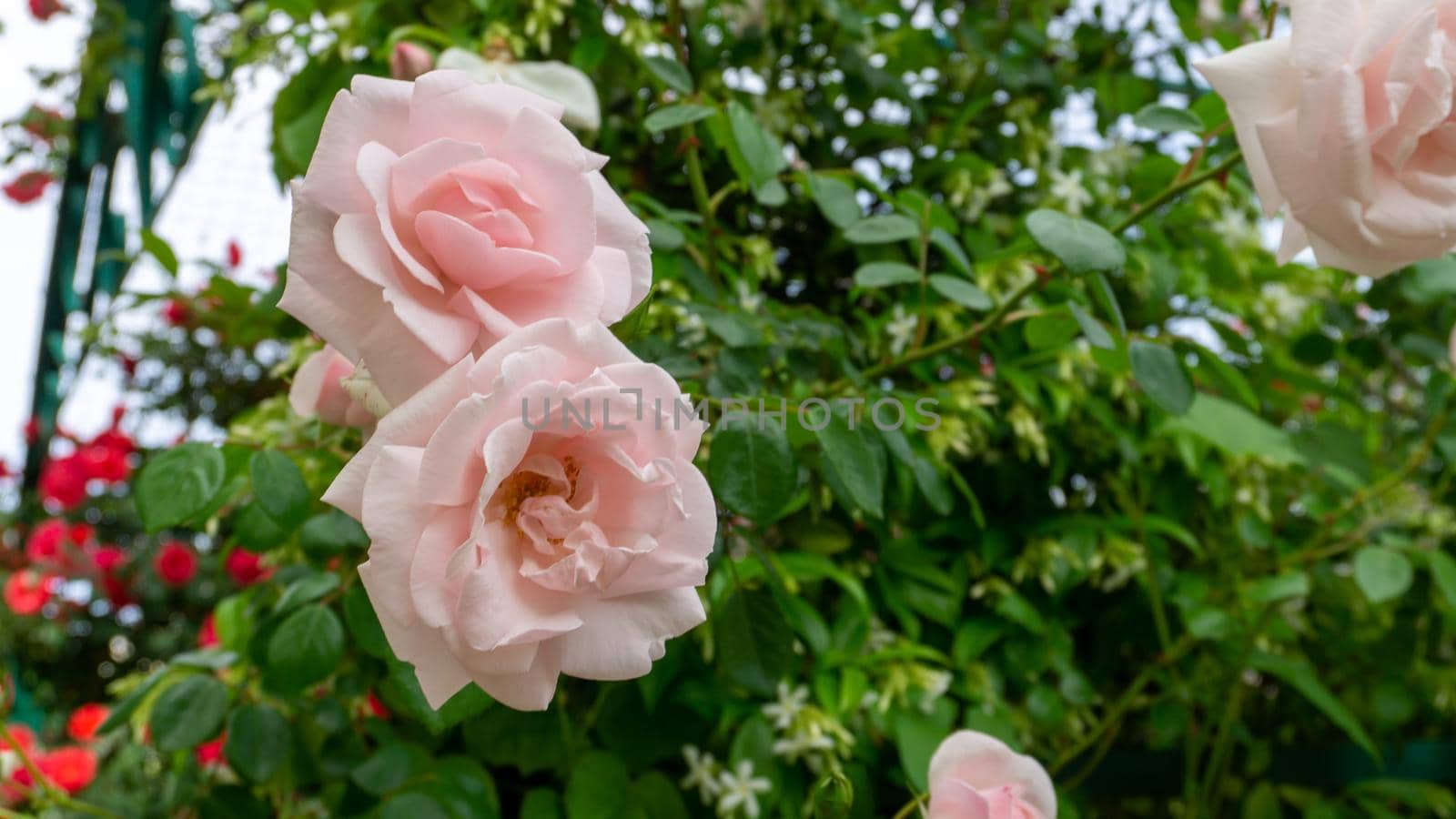 A blossoming light pink rose flower surrounded by dark green leaves. Close-up.