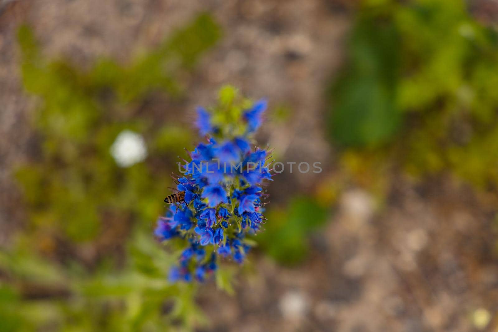 Beautiful tiny blue flowers on long green stalk by Wierzchu