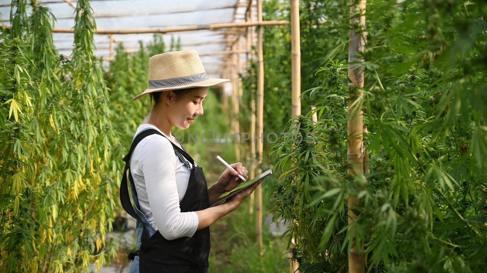 Smiling young smart farmer using digital tablet to monitor control marijuana or cannabis plantation in greenhouse. Agriculture and herbal medicine concept.