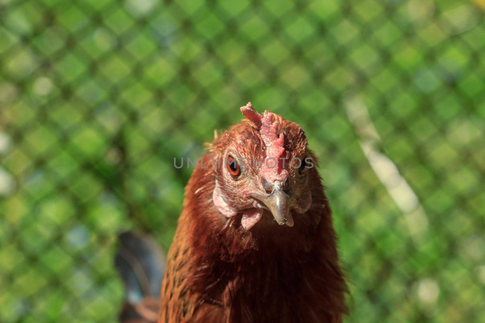 Farm living bird brown chicken looking around, head portrait
