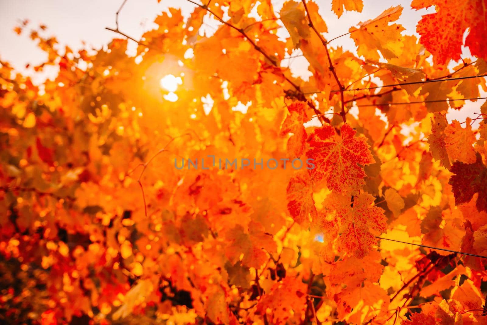 Beautiful clusters of ripening grapes in the sun. Grape plantation in the sunset light. Beautiful vine with grapes. Wine Making concept. Grape business.