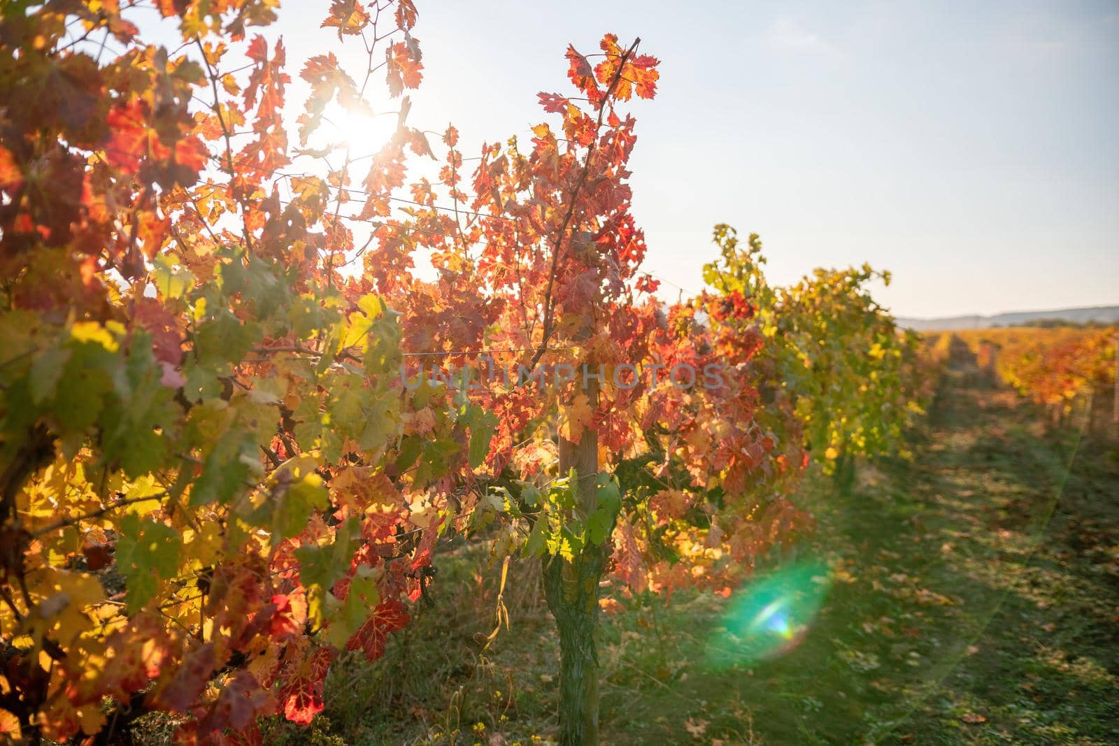 Beautiful clusters of ripening grapes in the sun. Grape plantation in the sunset light. Beautiful vine with grapes. Wine Making concept. Grape business.