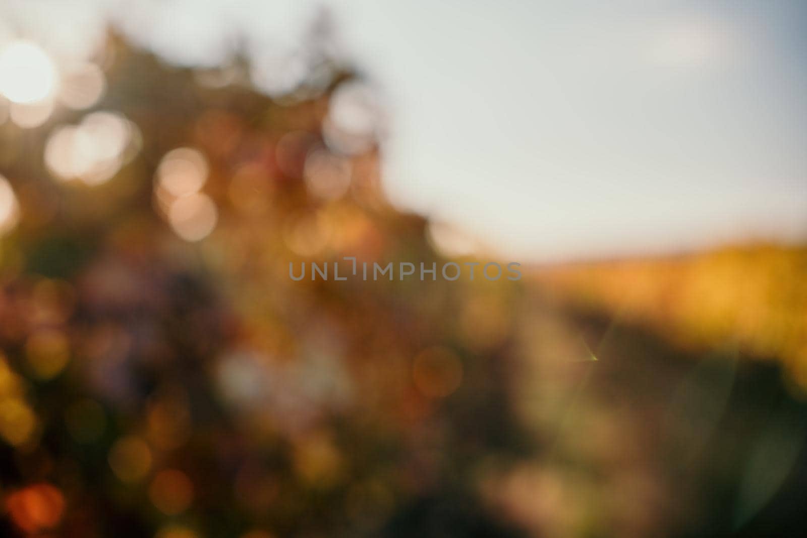 Abstract defocused bright autumn red orange yellow grapevine leaves at vineyard in warm sunset sunlight. Beautiful clusters of ripening grapes. Winemaking and organic fruit gardening. by panophotograph