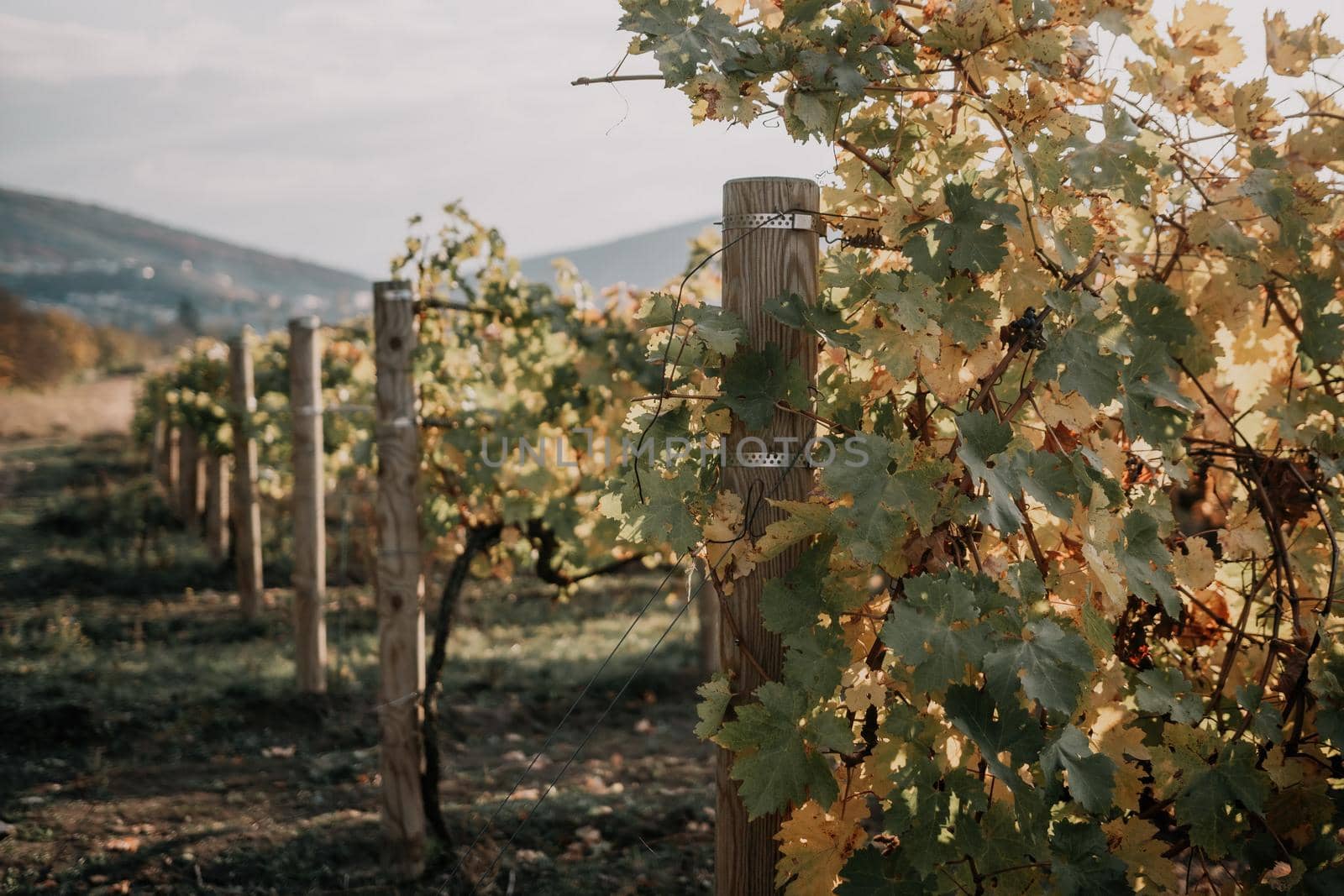Beautiful clusters of ripening grapes in the sun. Grape plantation in the sunset light. Beautiful vine with grapes. Wine Making concept. Grape business.
