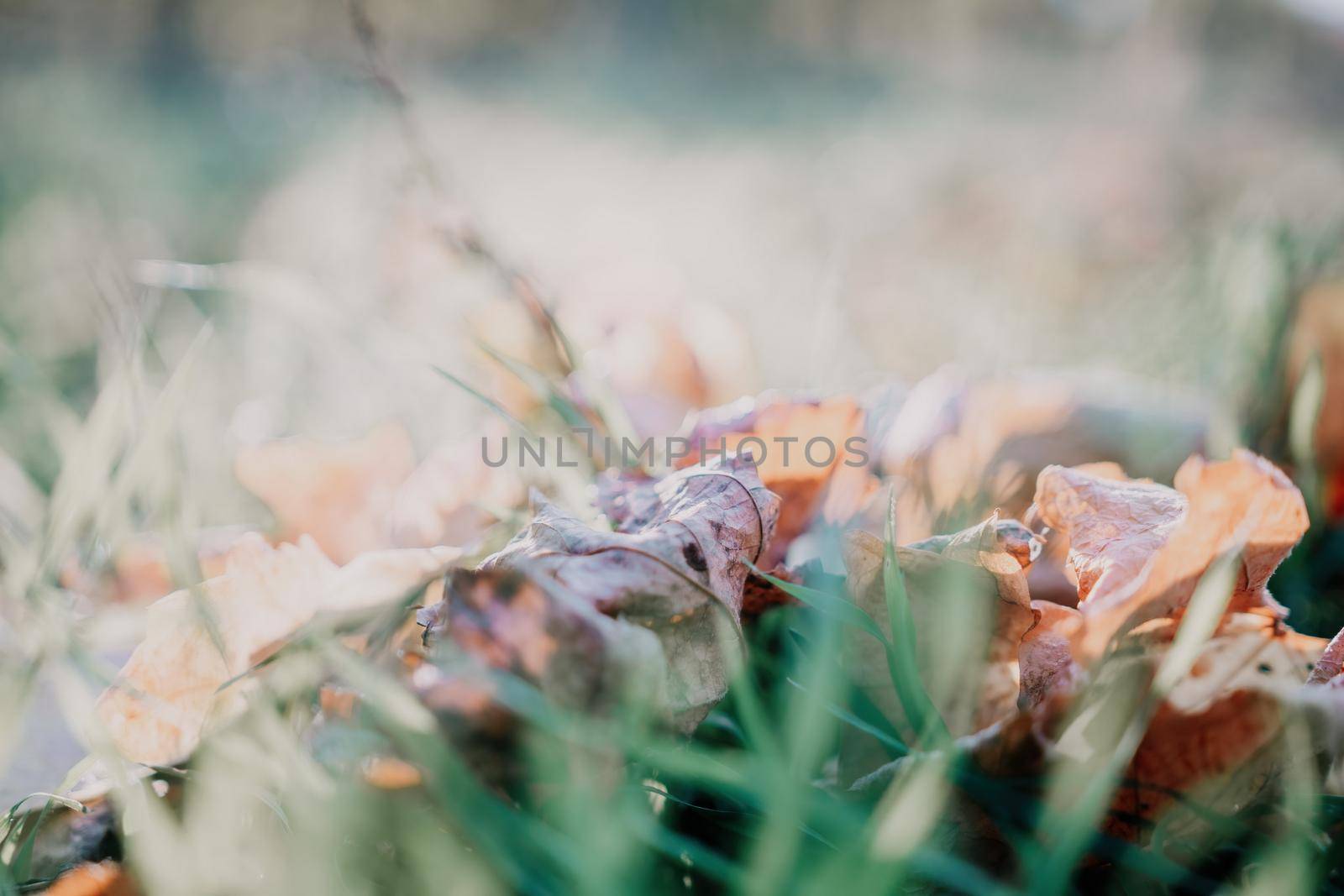 Close up of the green grass lawn and autumn foliage with sun beam, soft focus, copy space. by panophotograph