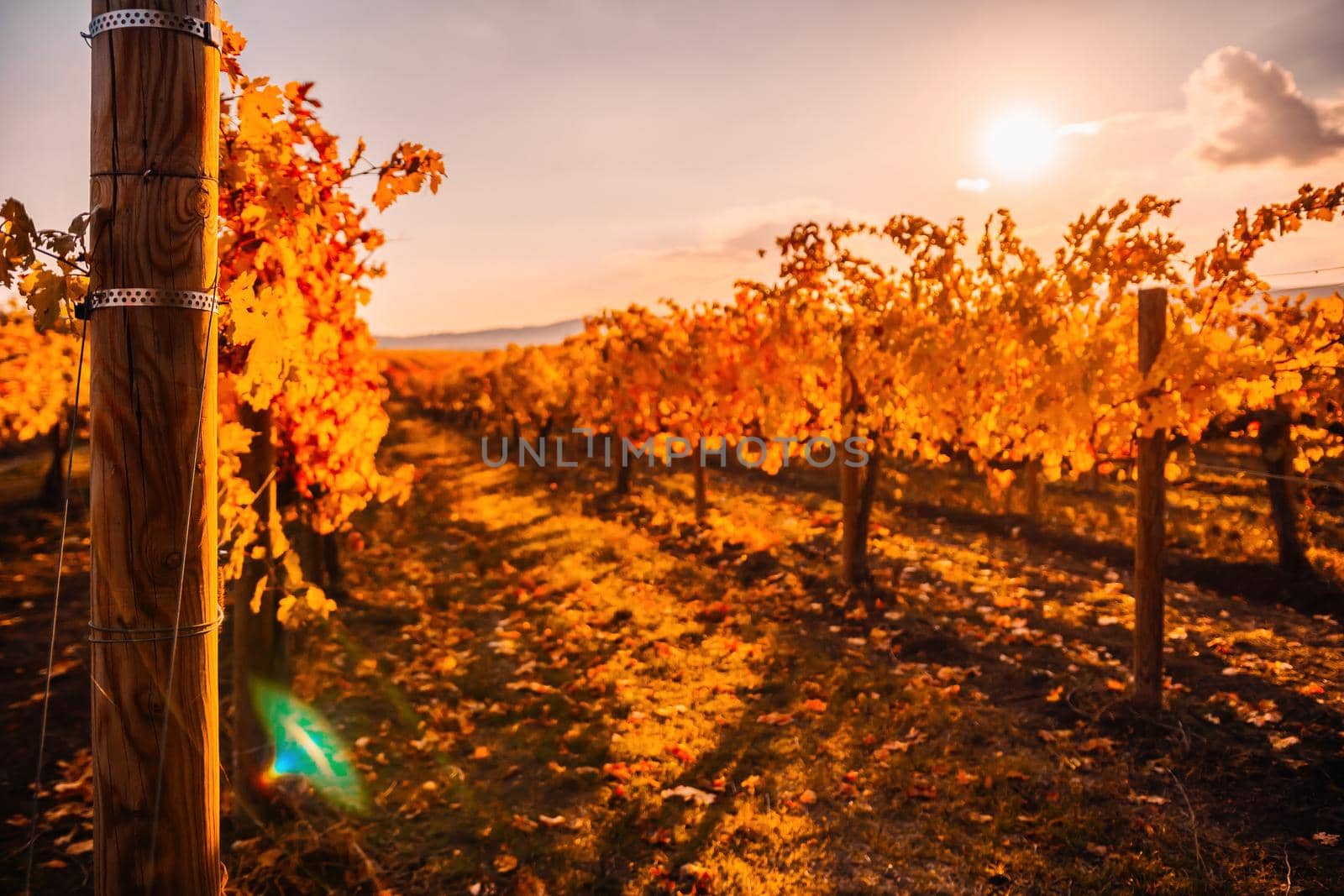 Beautiful clusters of ripening grapes in the sun. Grape plantation in the sunset light. Beautiful vine with grapes. Wine Making concept. Grape business.