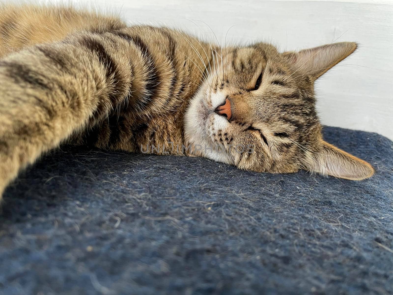 Sleeping gray cat on a woolen blanket