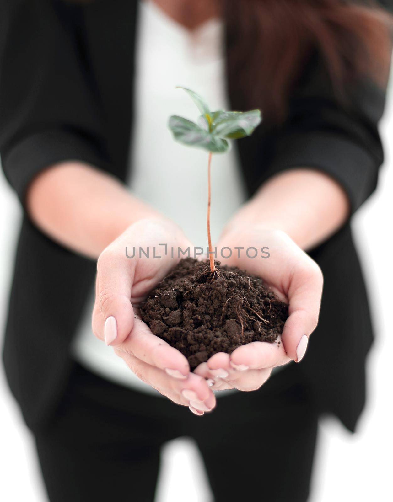 close up. business woman holding a fresh sprout.the concept of ecological business