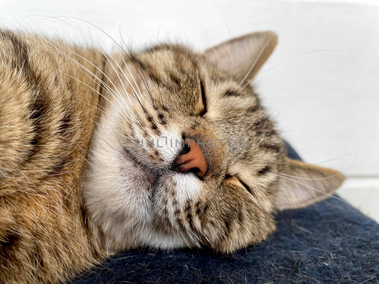 Sleeping gray cat on a woolen blanket