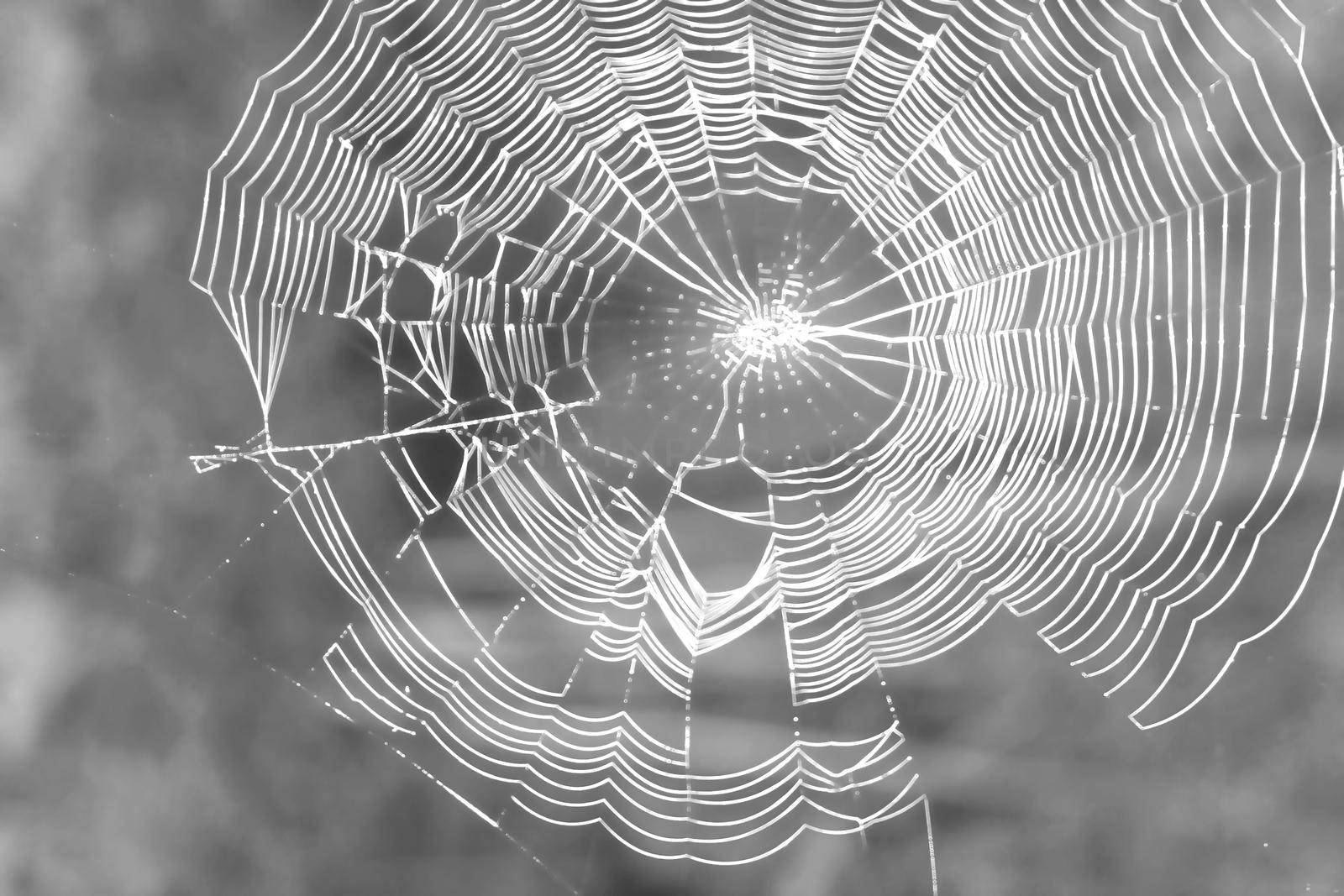 Beautiful spider web background close-up. Black-white cobweb, soft focus.