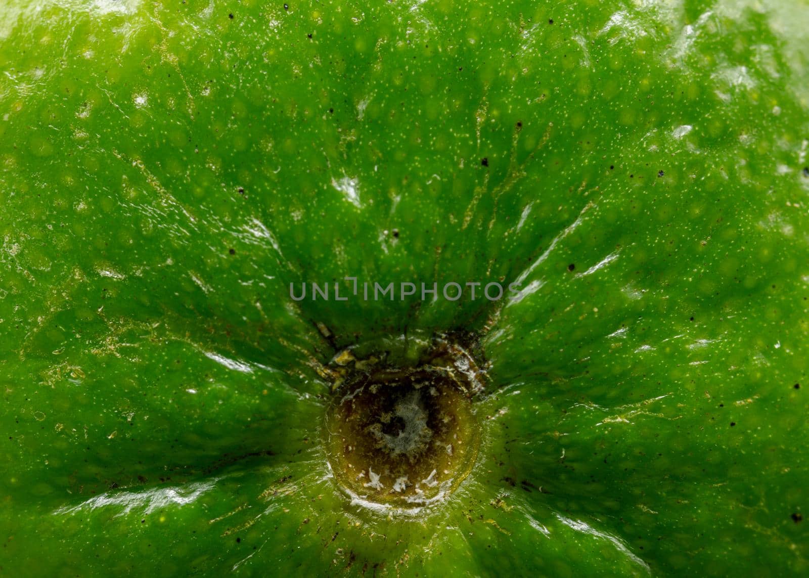 Green lime citruss fruit peel textured with black dots, macro photo, black background