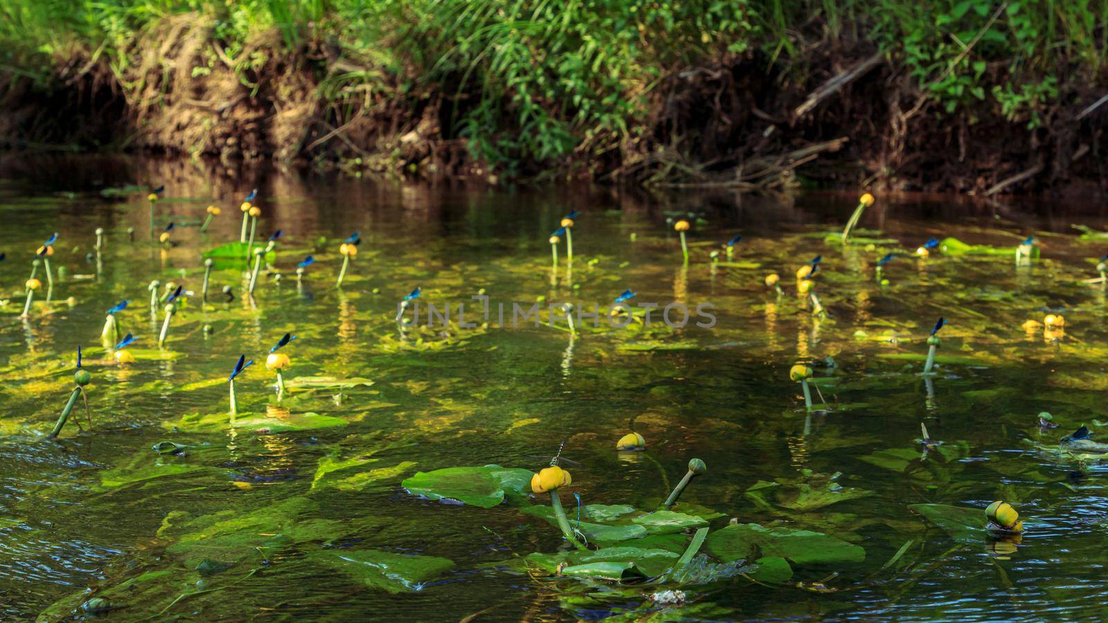 Many blue dragonflys sitting on yellow water lilies, river flower plants and water bugs