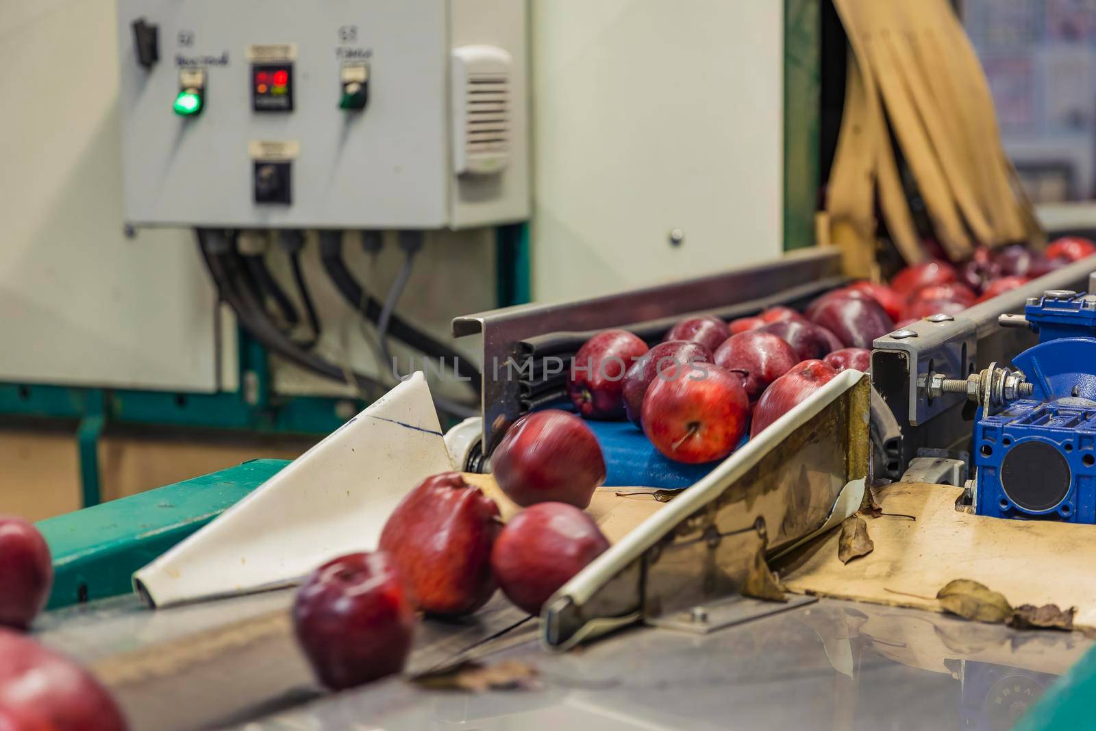 red apples on the packaging line of the enterprise