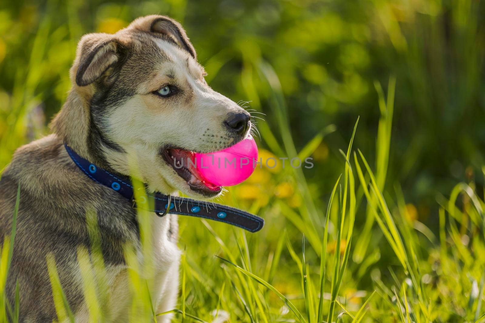 husky dog playing with a pink ball by zokov