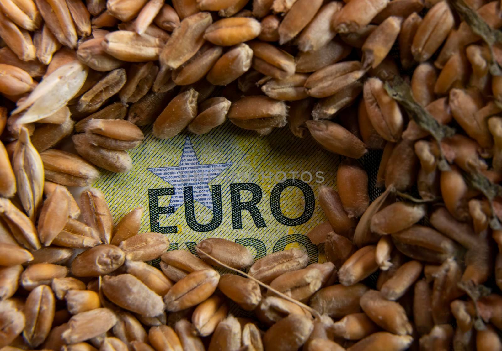 the euro inscription on the banknote which is visible from under the wheat grain close-up