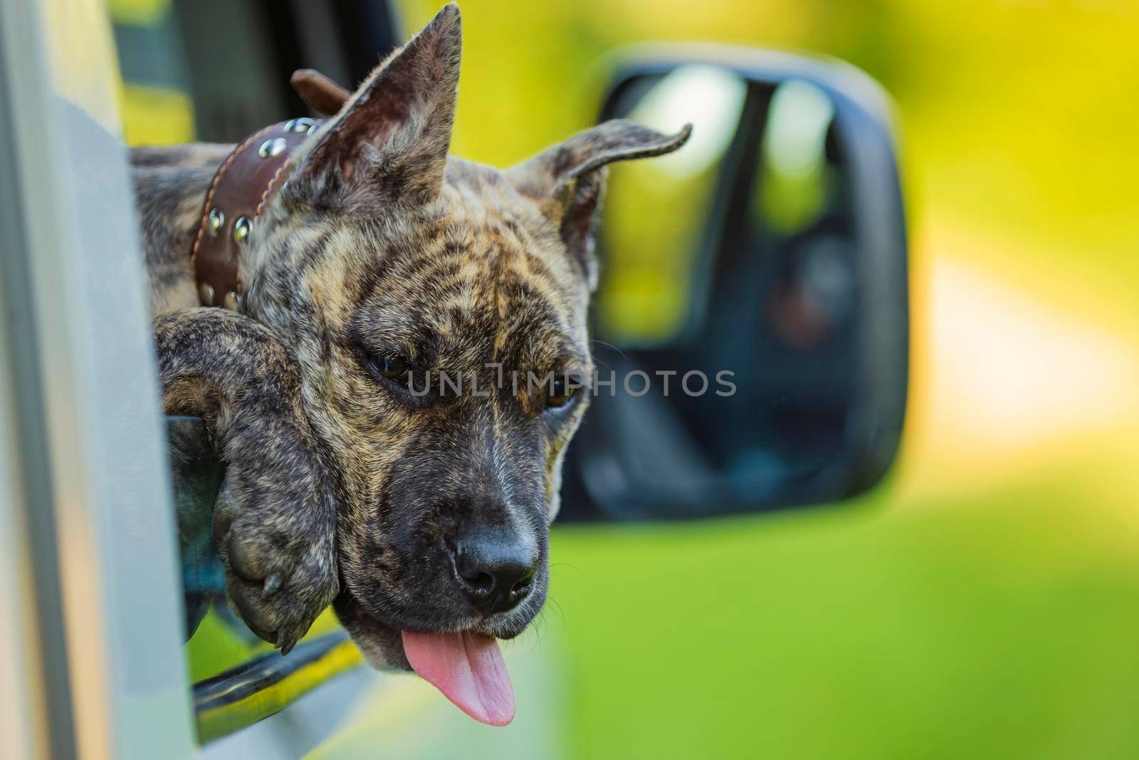pit bull dog looking out of car window