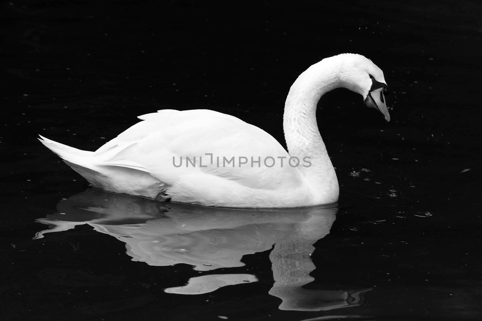 Black and white shot of a Swan on a Lake.