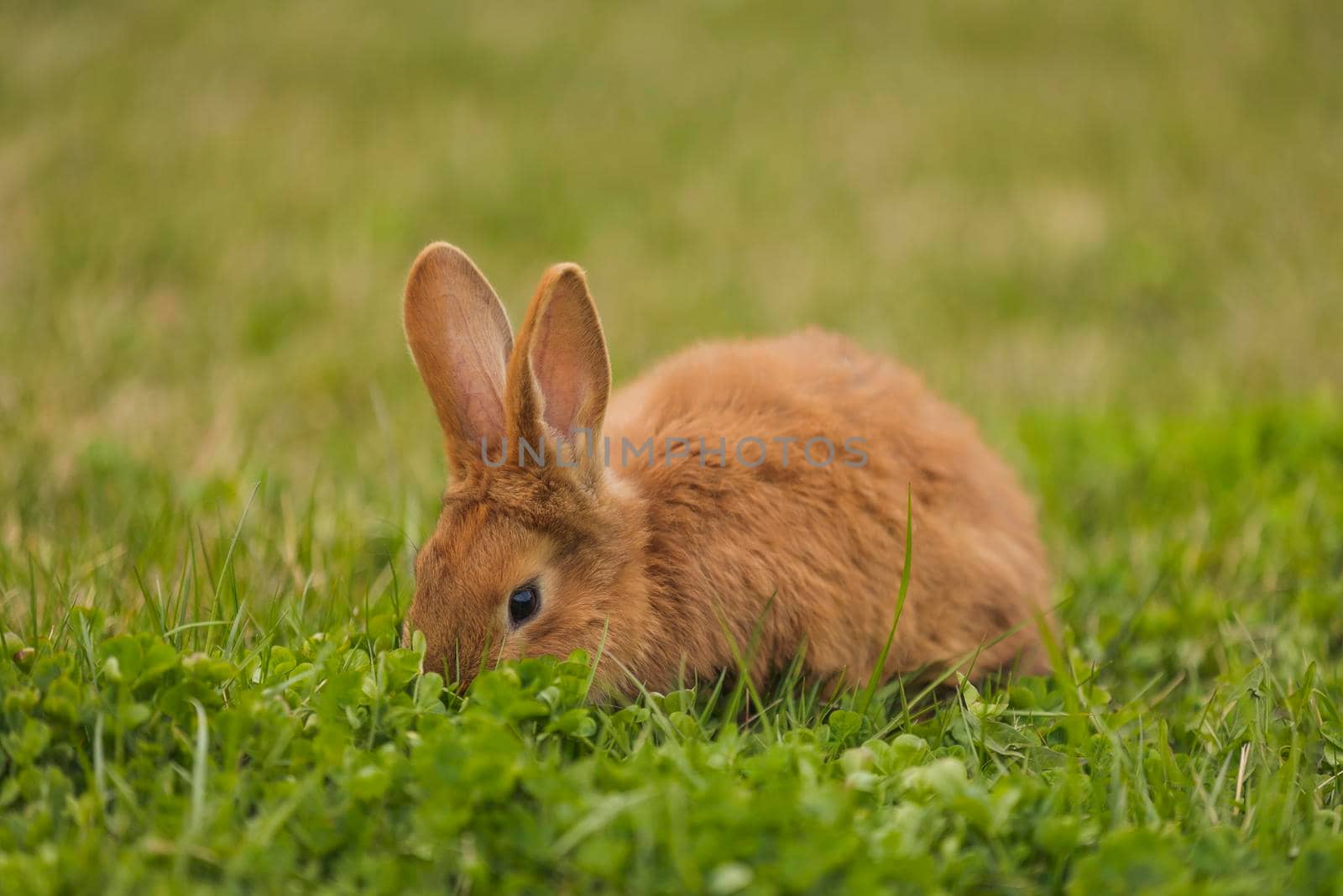 orange rabbit on the lawn by zokov