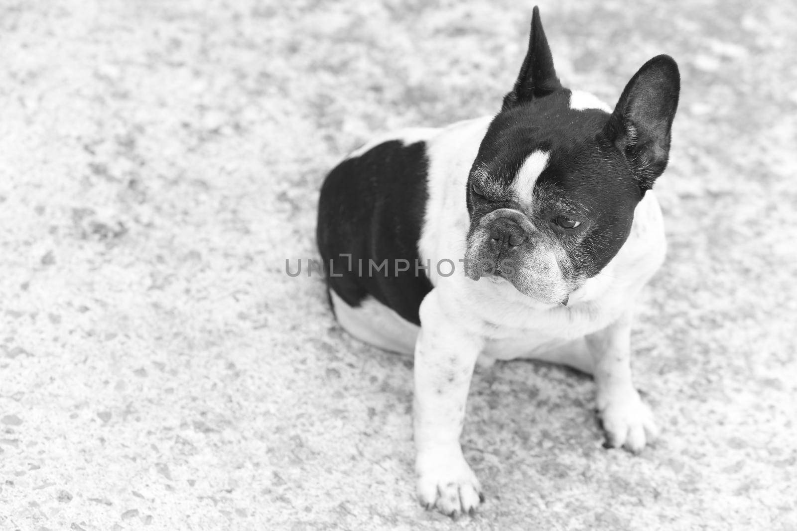 cute French bulldog  with bored expression