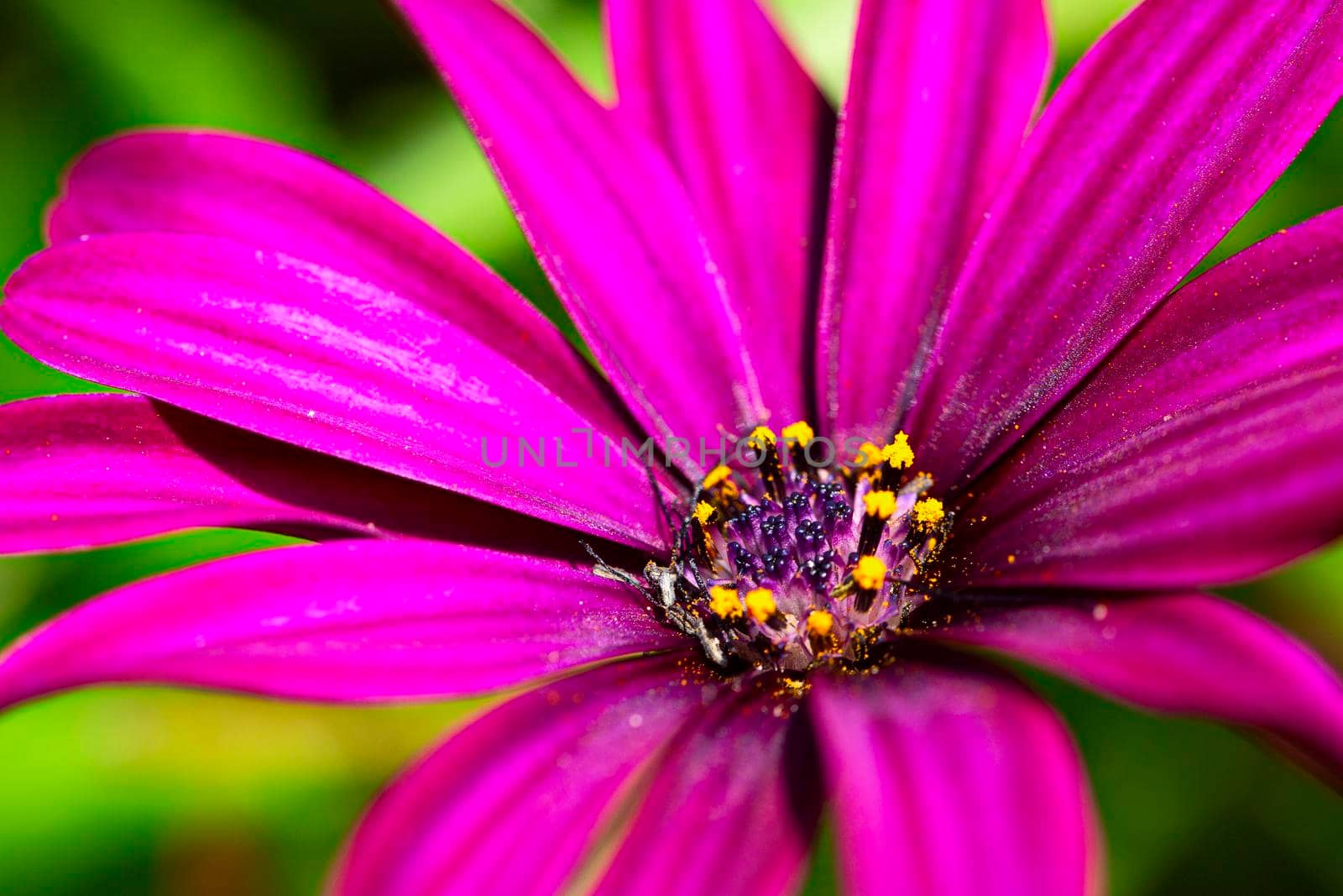 macro flower with pollen and purple petals