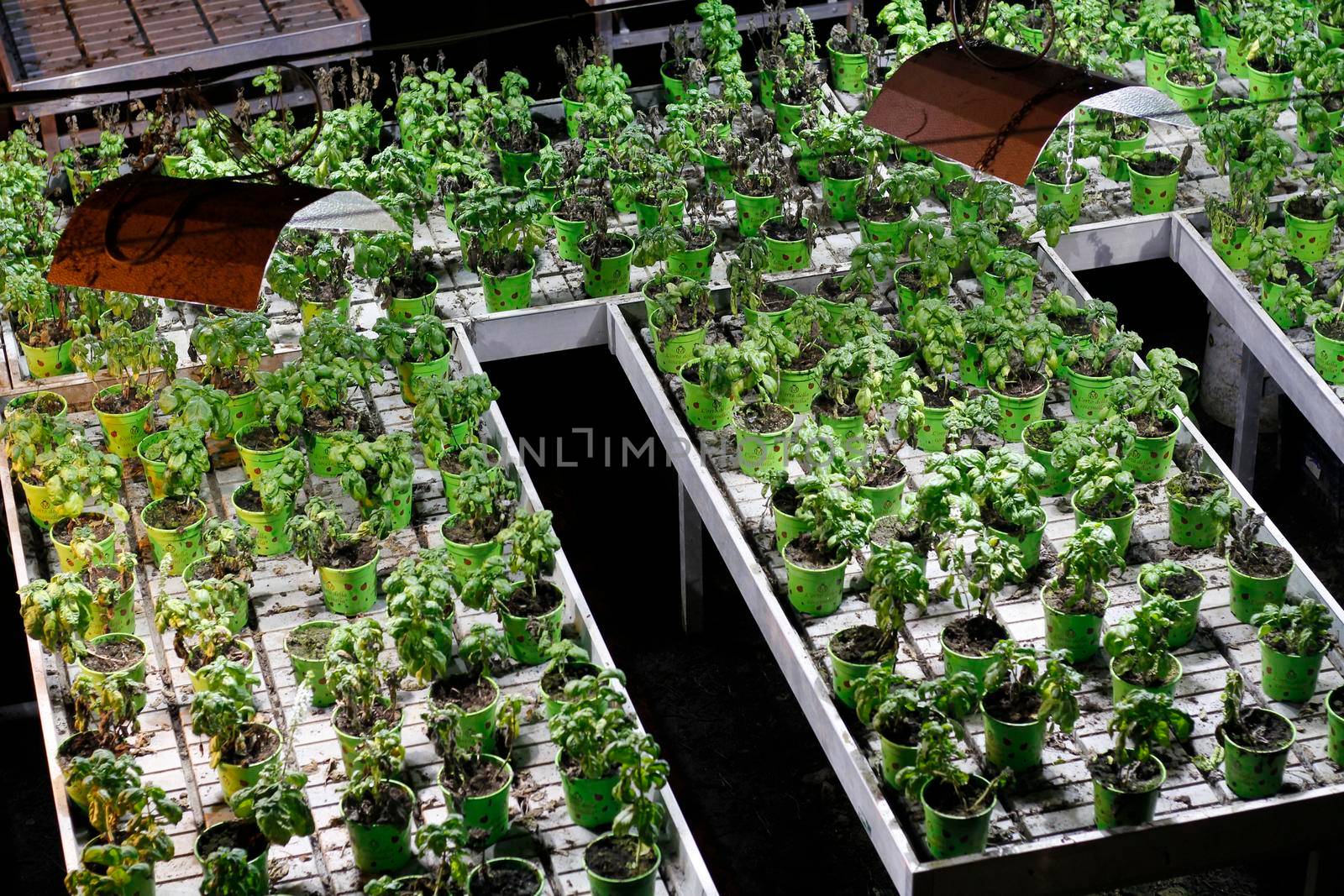 Napoli, Italy, 24/07/2017: Underground Naples, basil cultivation with artificial light to be used on pizza typical of Naples 