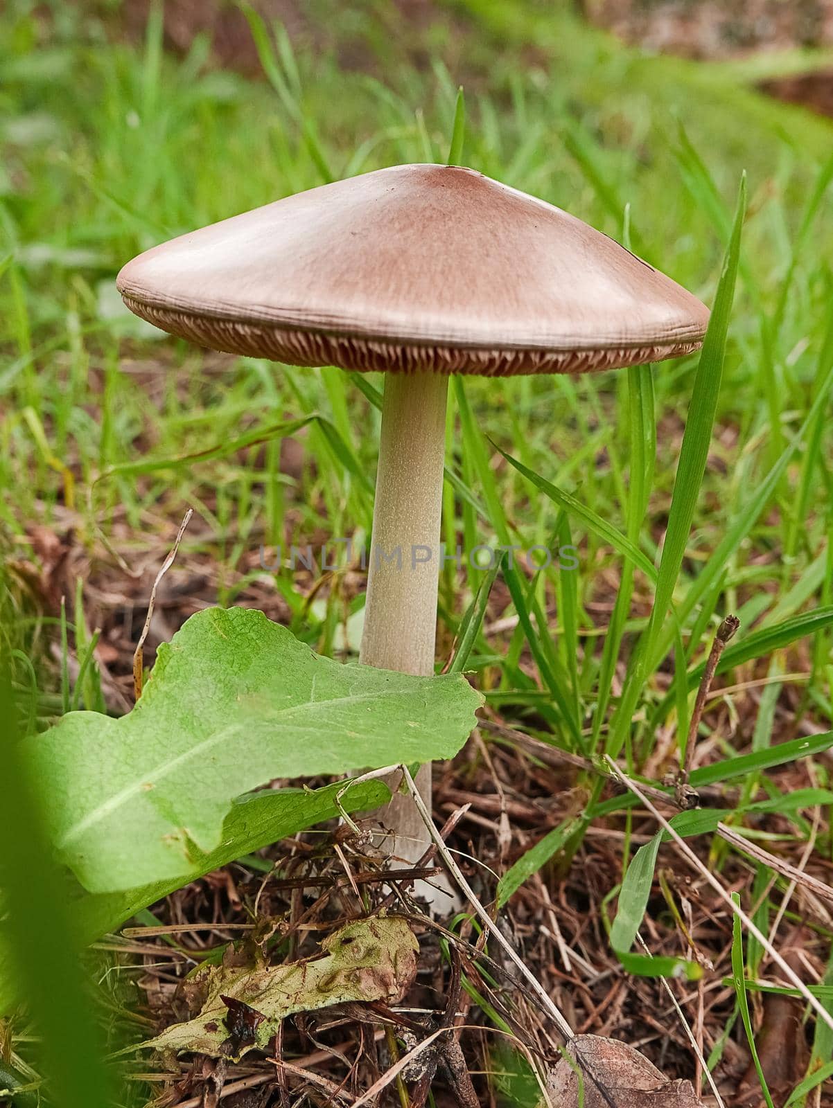 detail edible wild mushroom grown in the nature of liguria