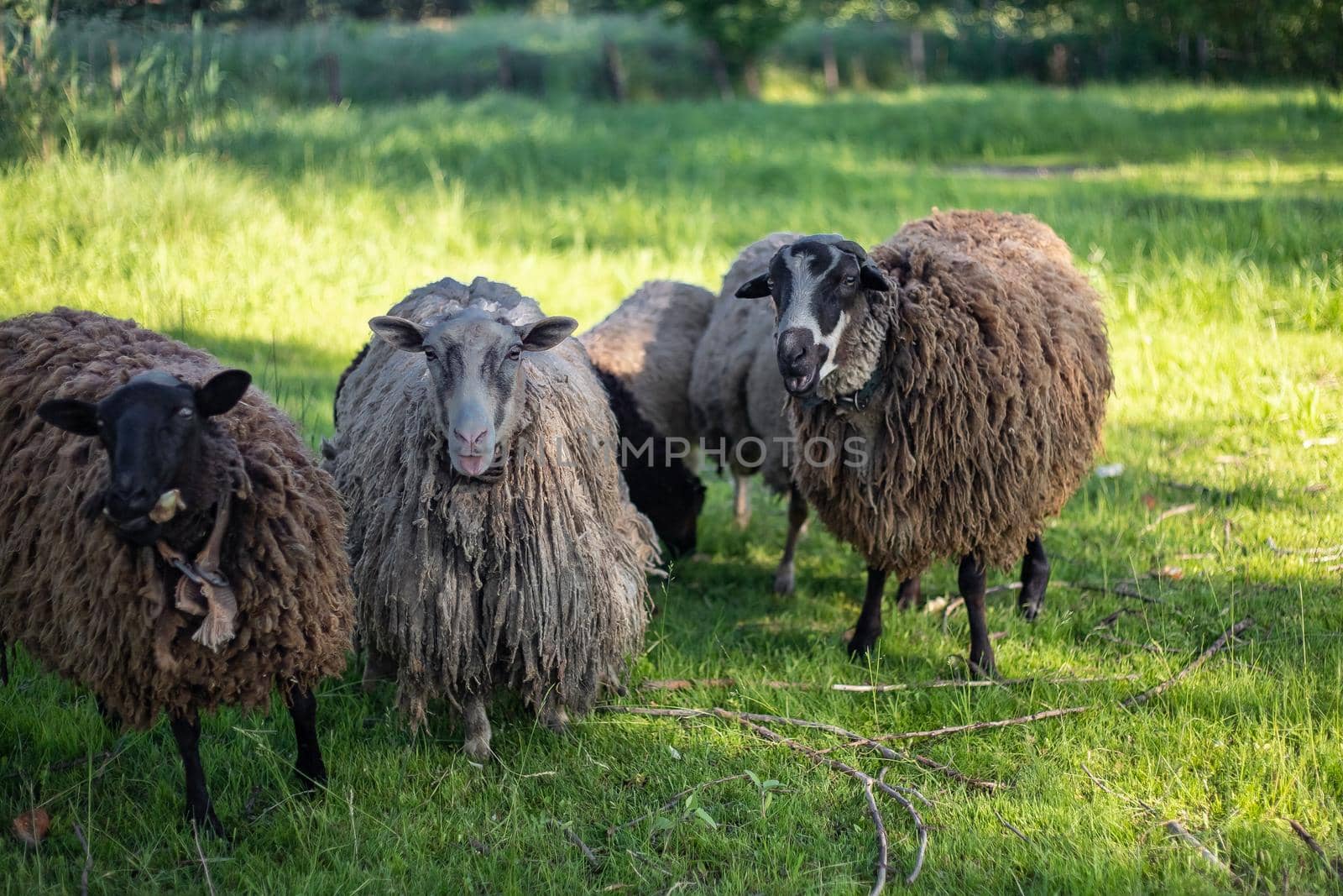 Three rams stand in the meadow