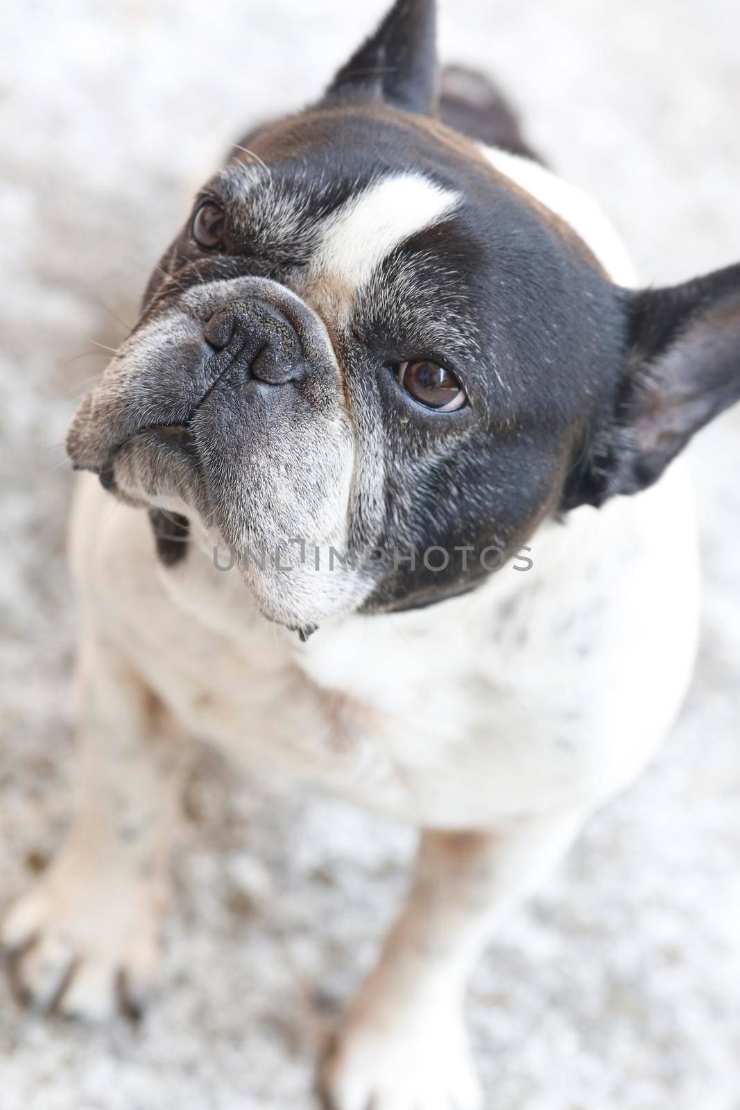 cute French bulldog  with bored expression