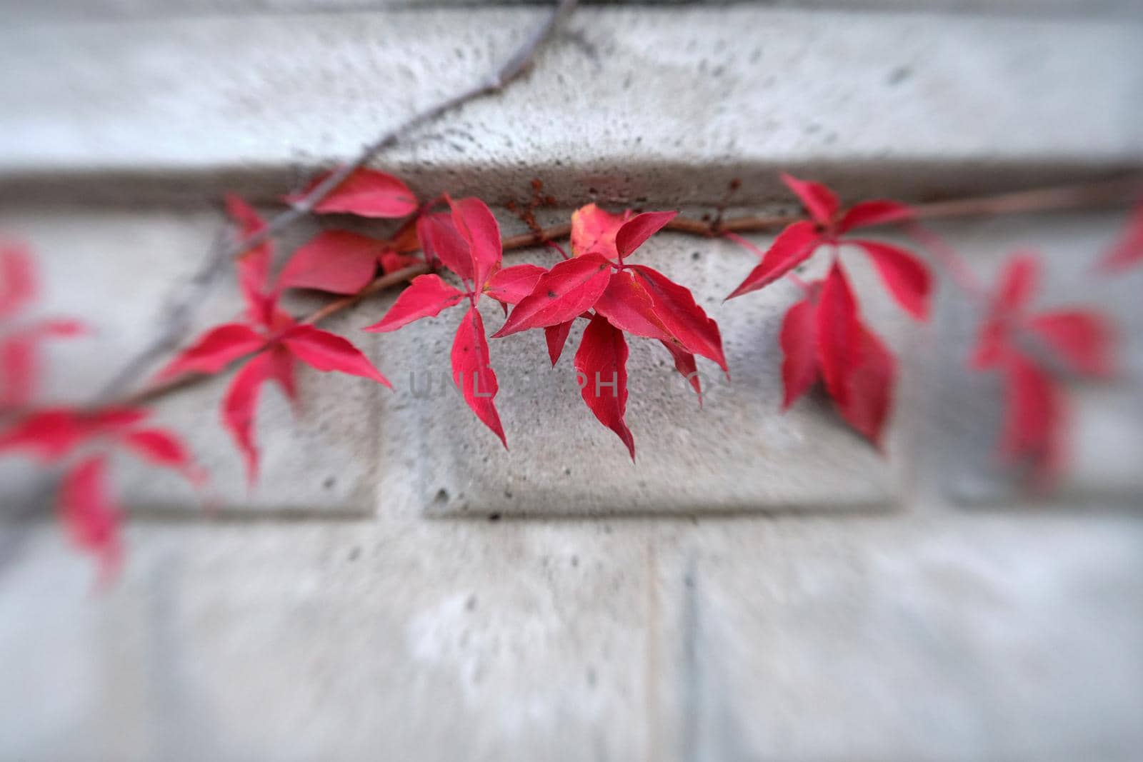 Focus on some leaves of a red-coloured climbing plant in autumn by WesternExoticStockers