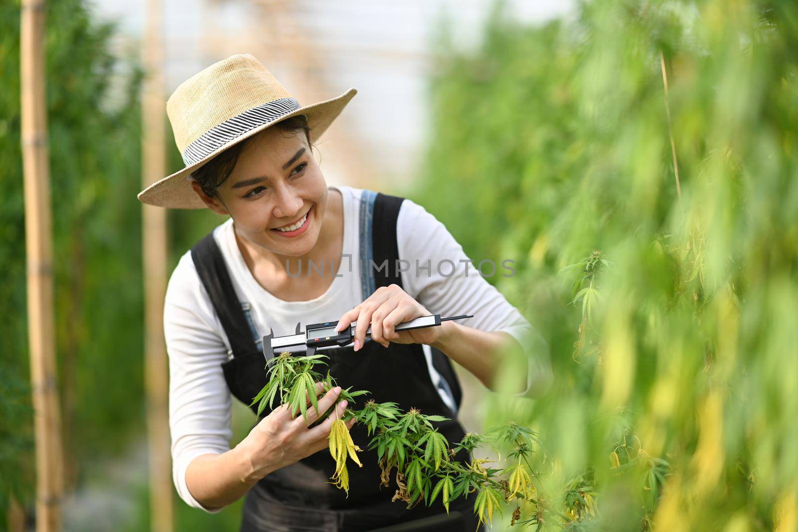 Smiling young farmer examining cannabis plants in greenhouse. Concept of herbal alternative medicine, cbd oil, pharmaceutical industry.